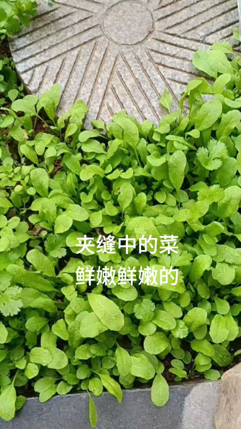 鲜嫩鲜嫩的荠菜再让它长长大