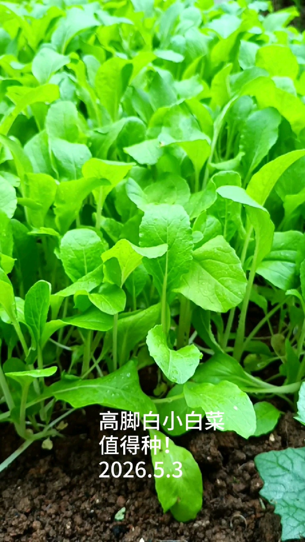 春季三月种点高脚白美美的