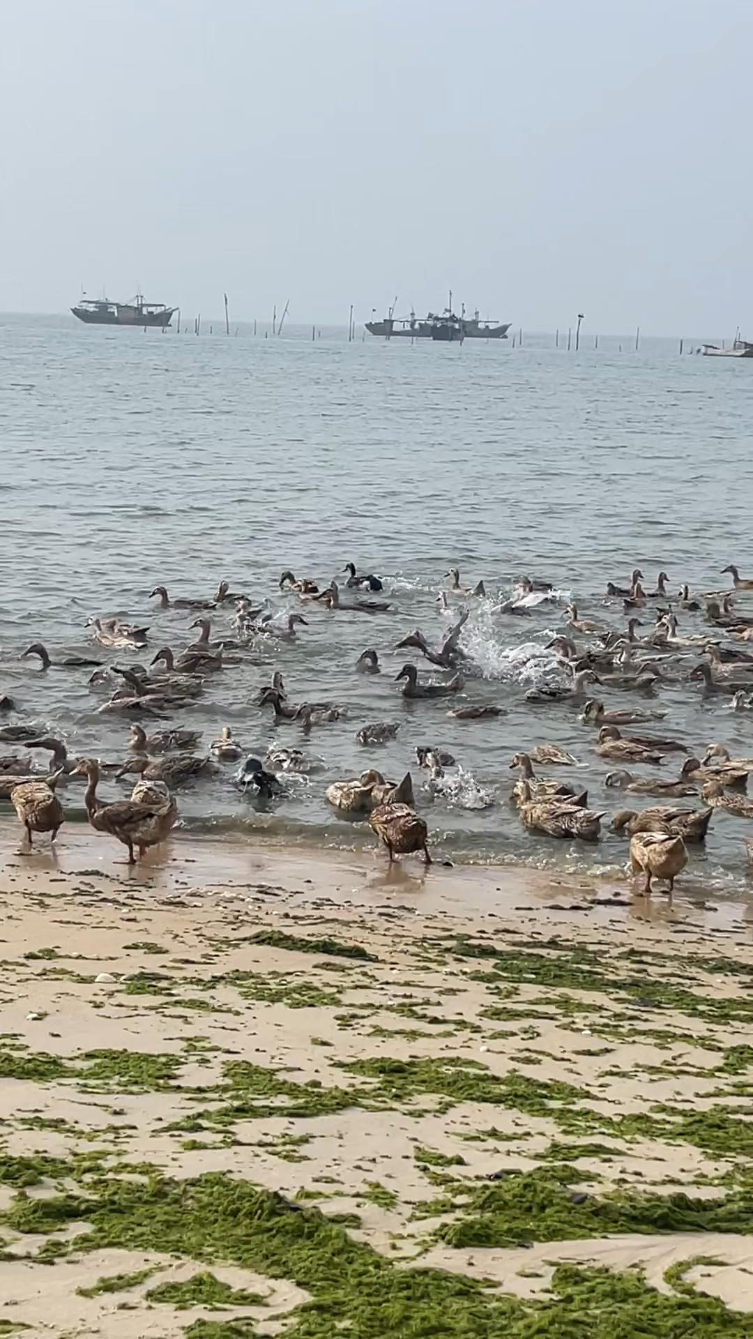 穷小伙娶了大学媳妇回村养海鸭致富的一天