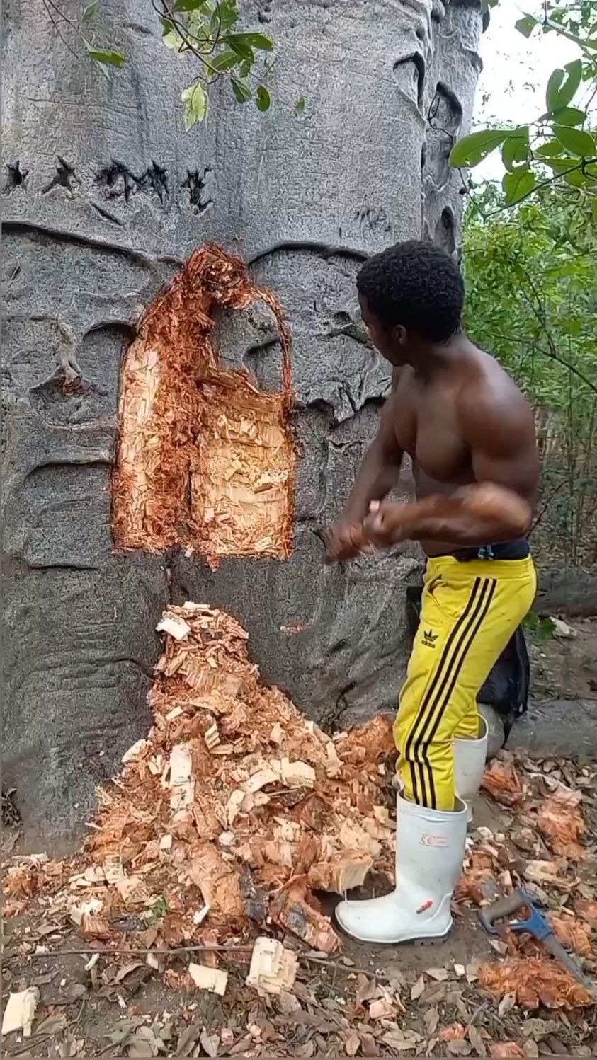 挖猴面包树洞,当房子