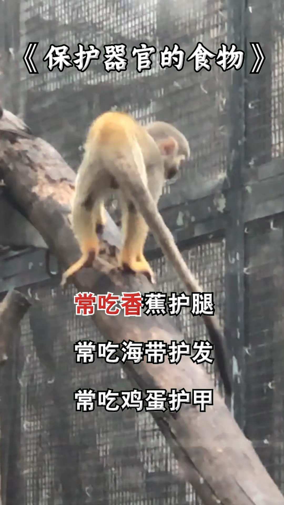 保护器官的食物有几种