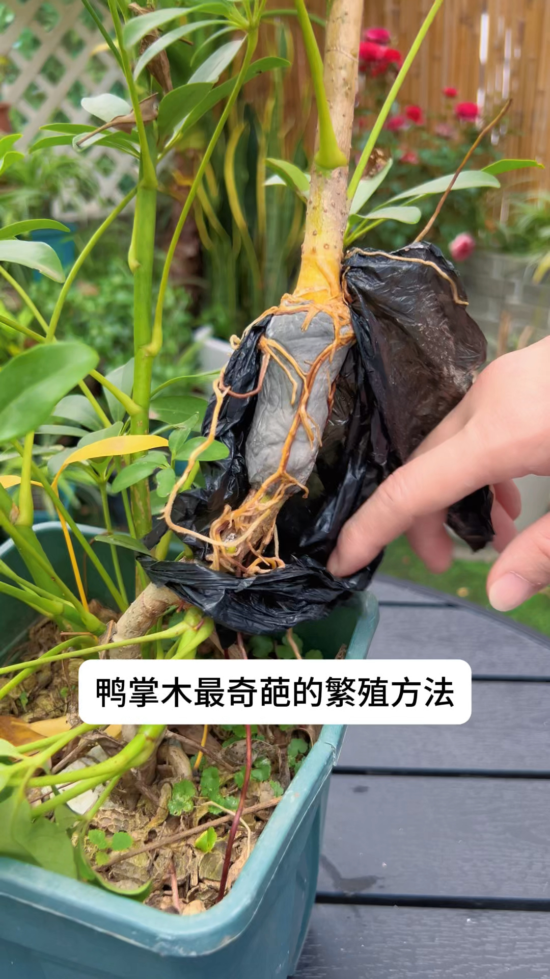 鸭掌木奇葩的繁殖方法,简单成活率高