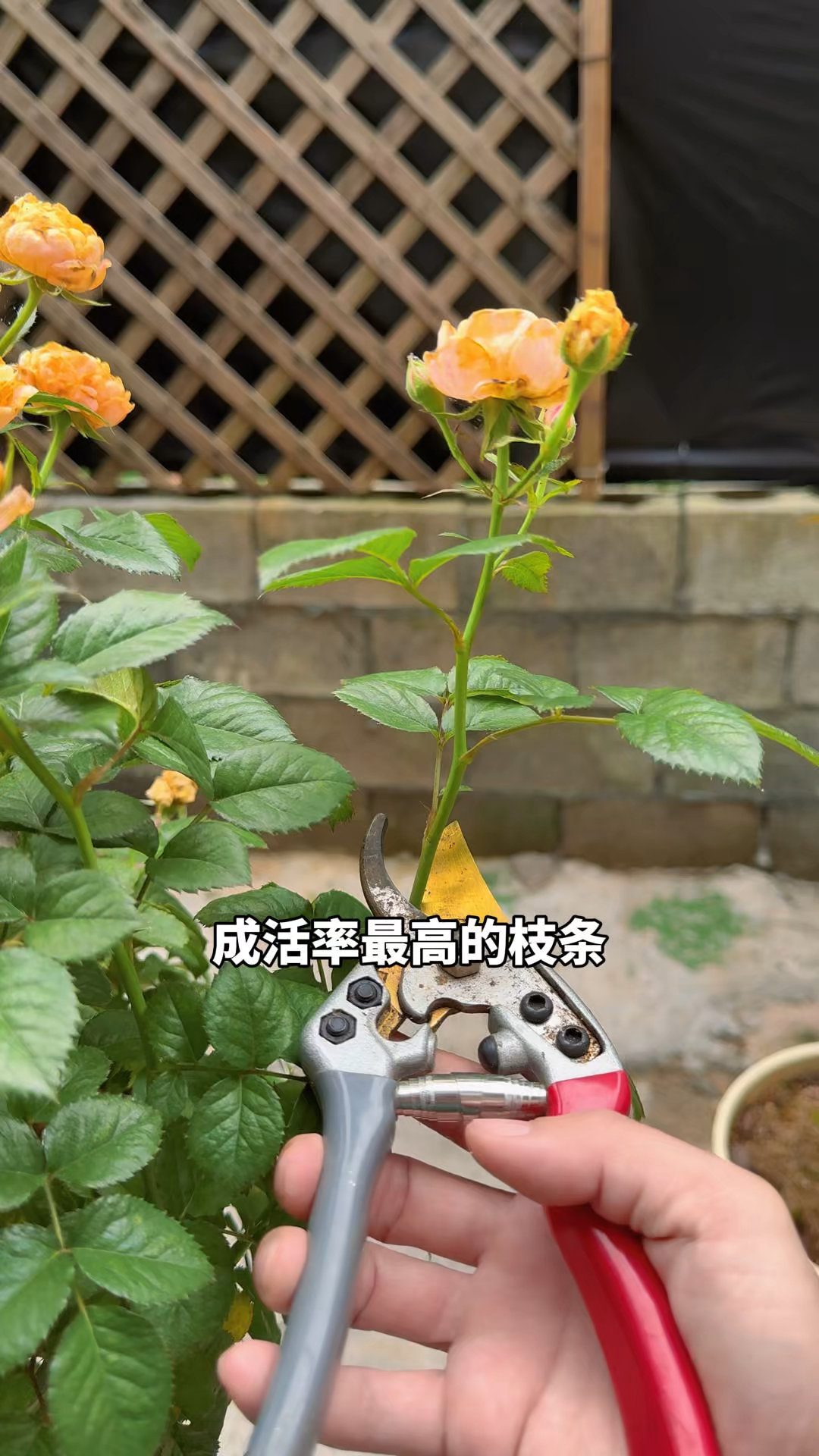 春天扦插月季花，既简单成活率又高的方法