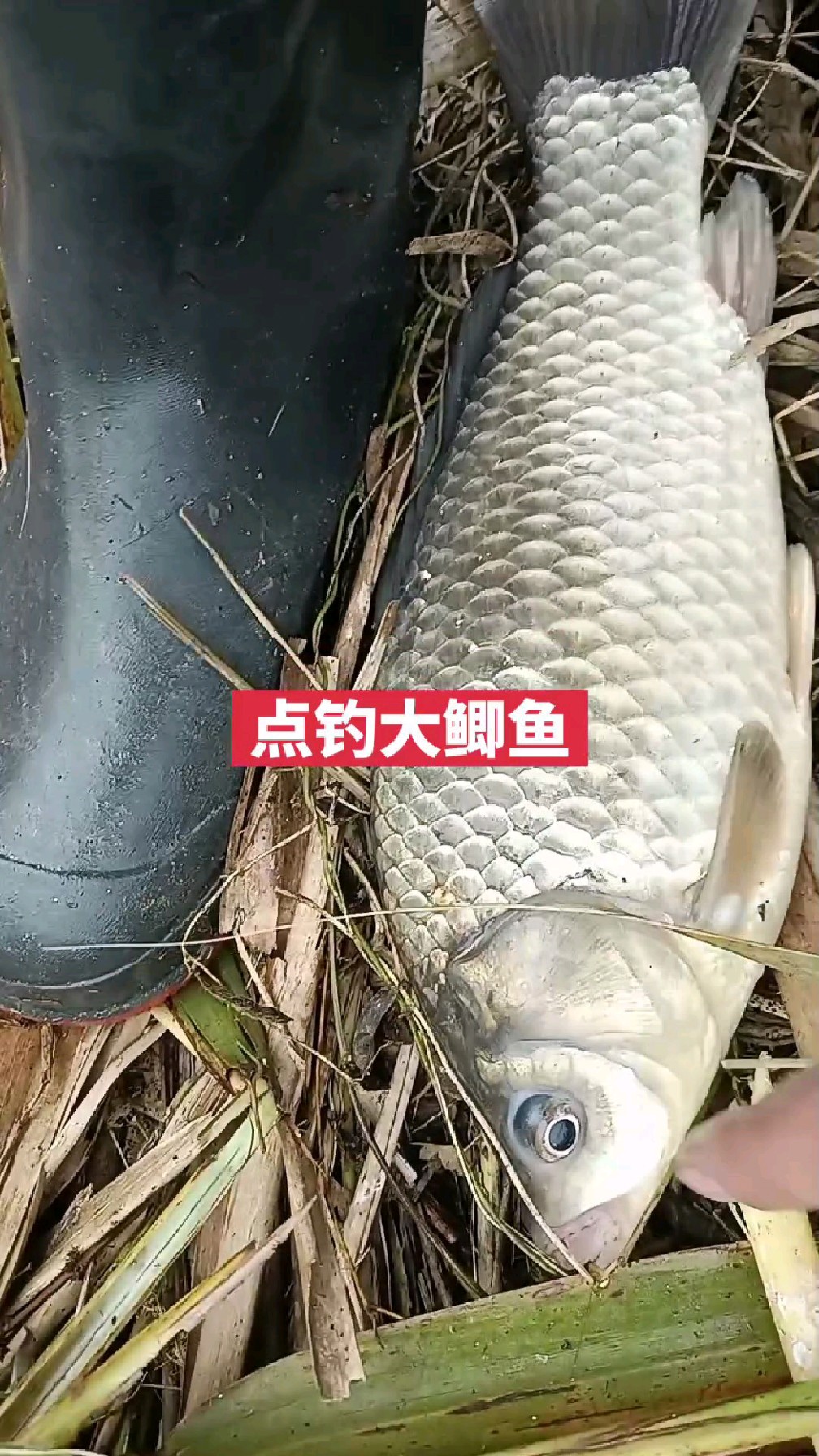 大鲫鱼还得是点钓啊!