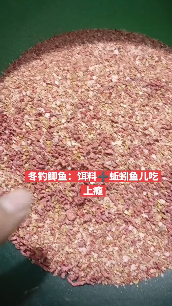 冬钓鲫鱼绝杀技：饵料蚯蚓，真材实料特别有效。