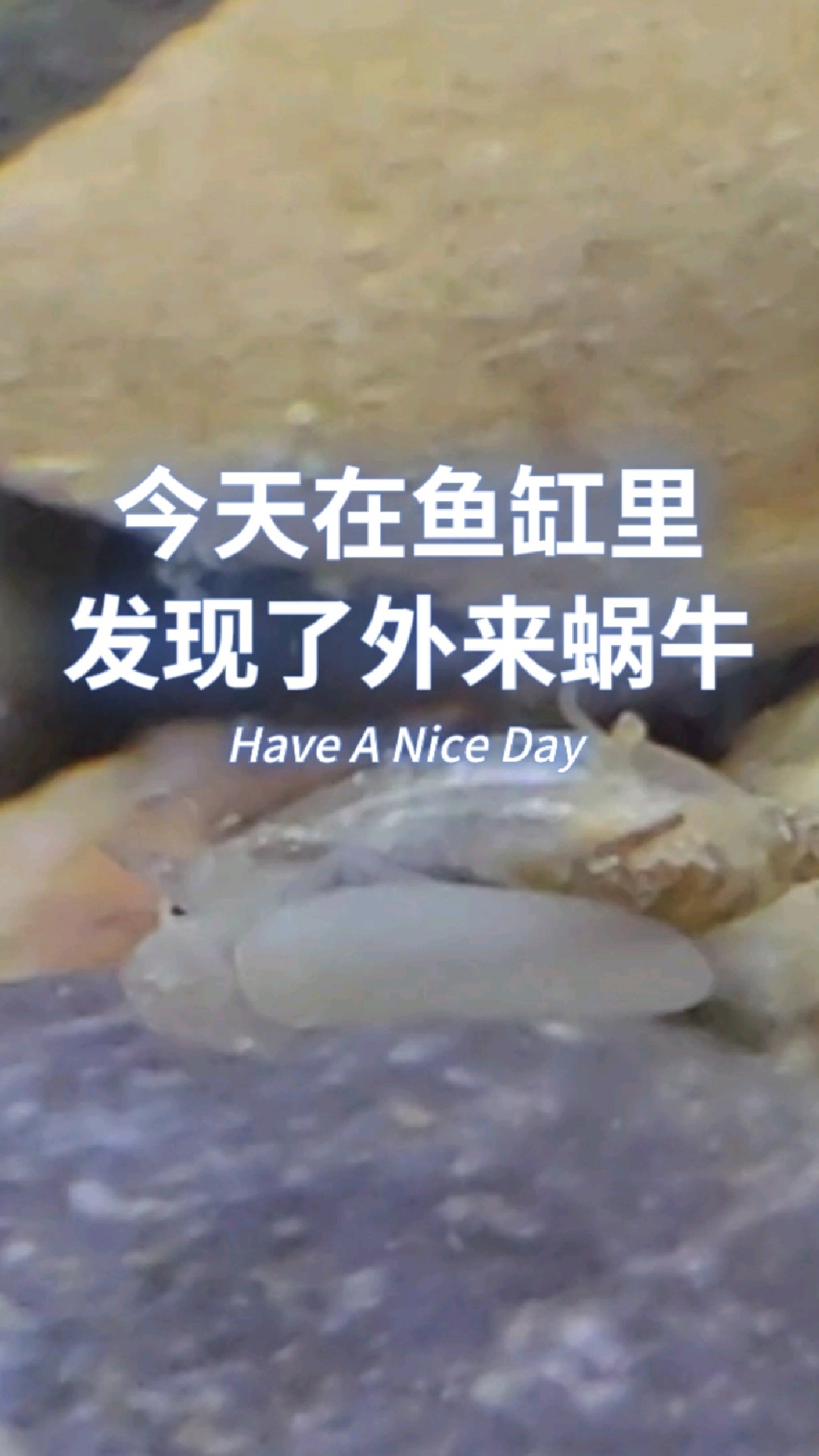 今天在鱼缸里发现了外来蜗牛,挺意外的惊喜