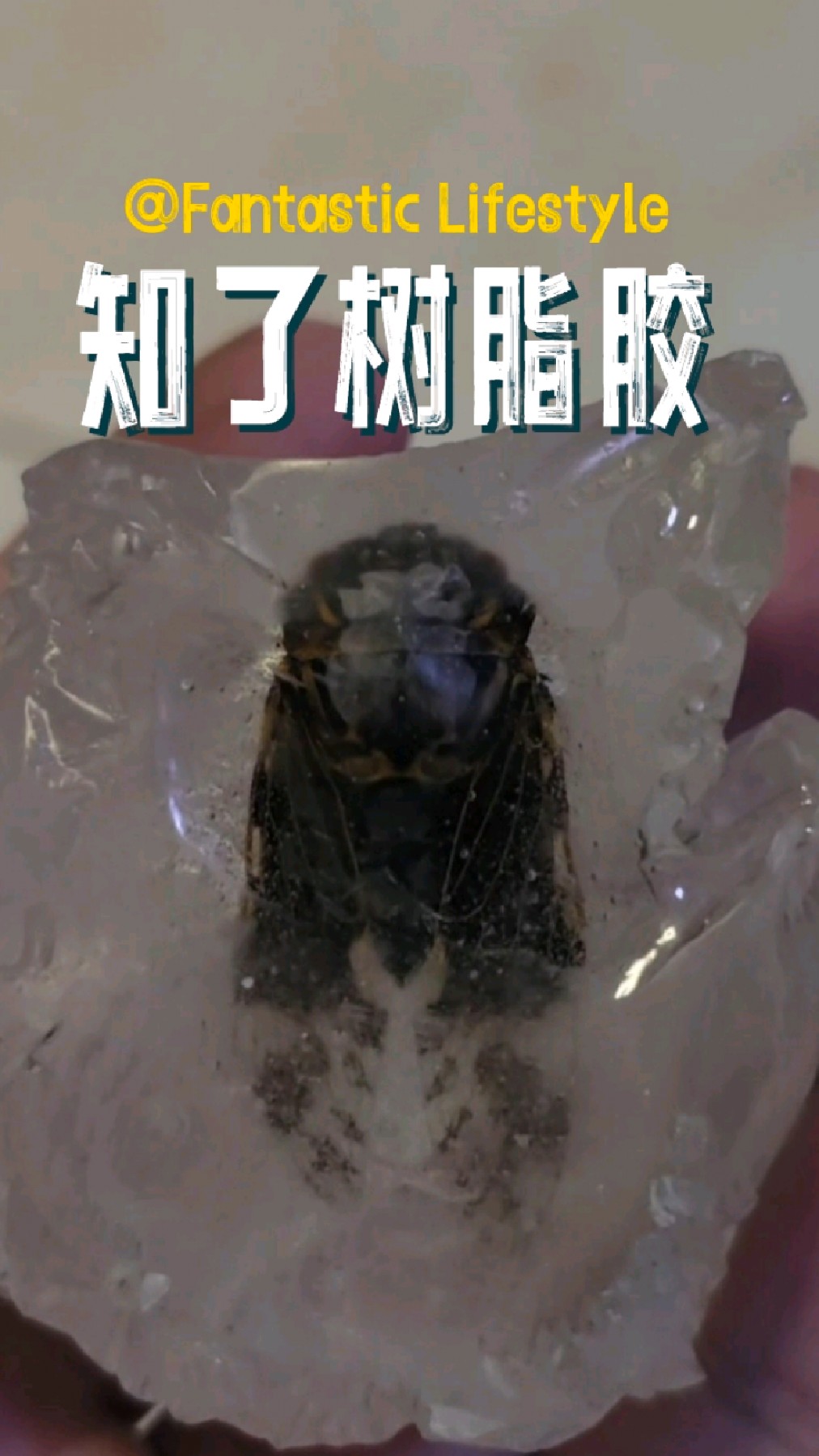 用知了做一个树脂胶标本,留住夏天的感觉