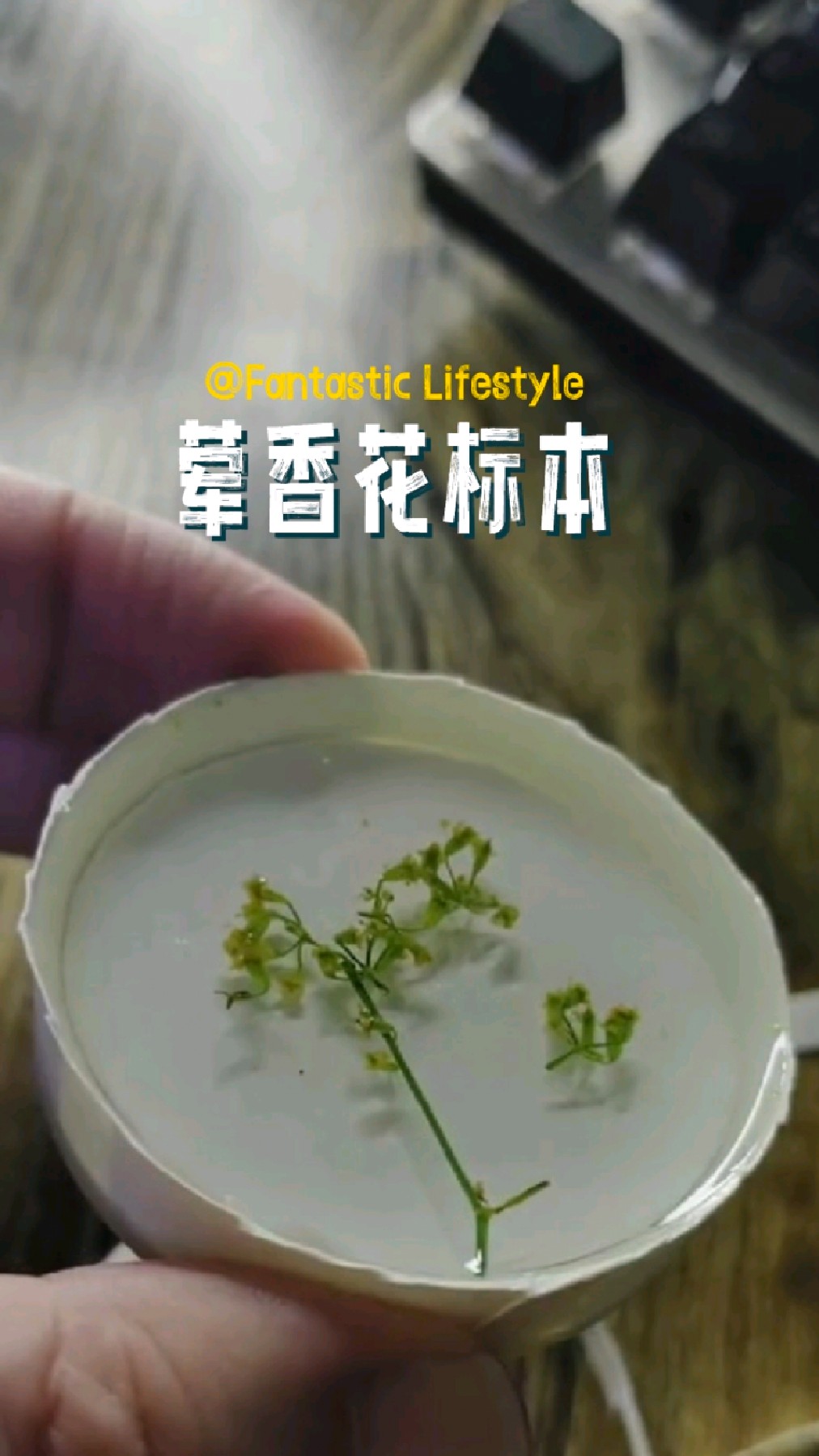 阳台荤香开花,拿来做个标本留个纪念