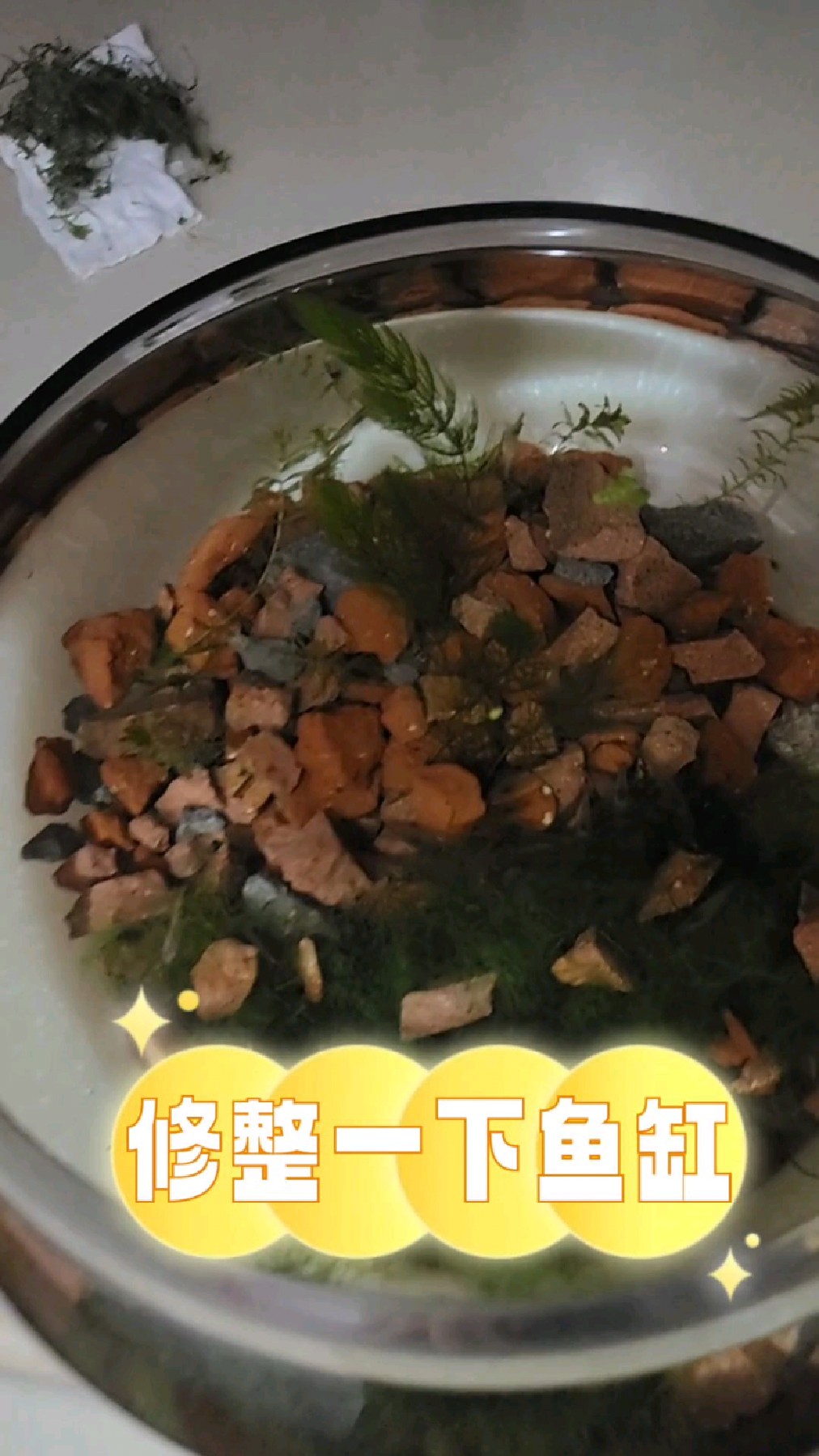 把放阳台好久没管的小鱼缸修成了一下，好看多了