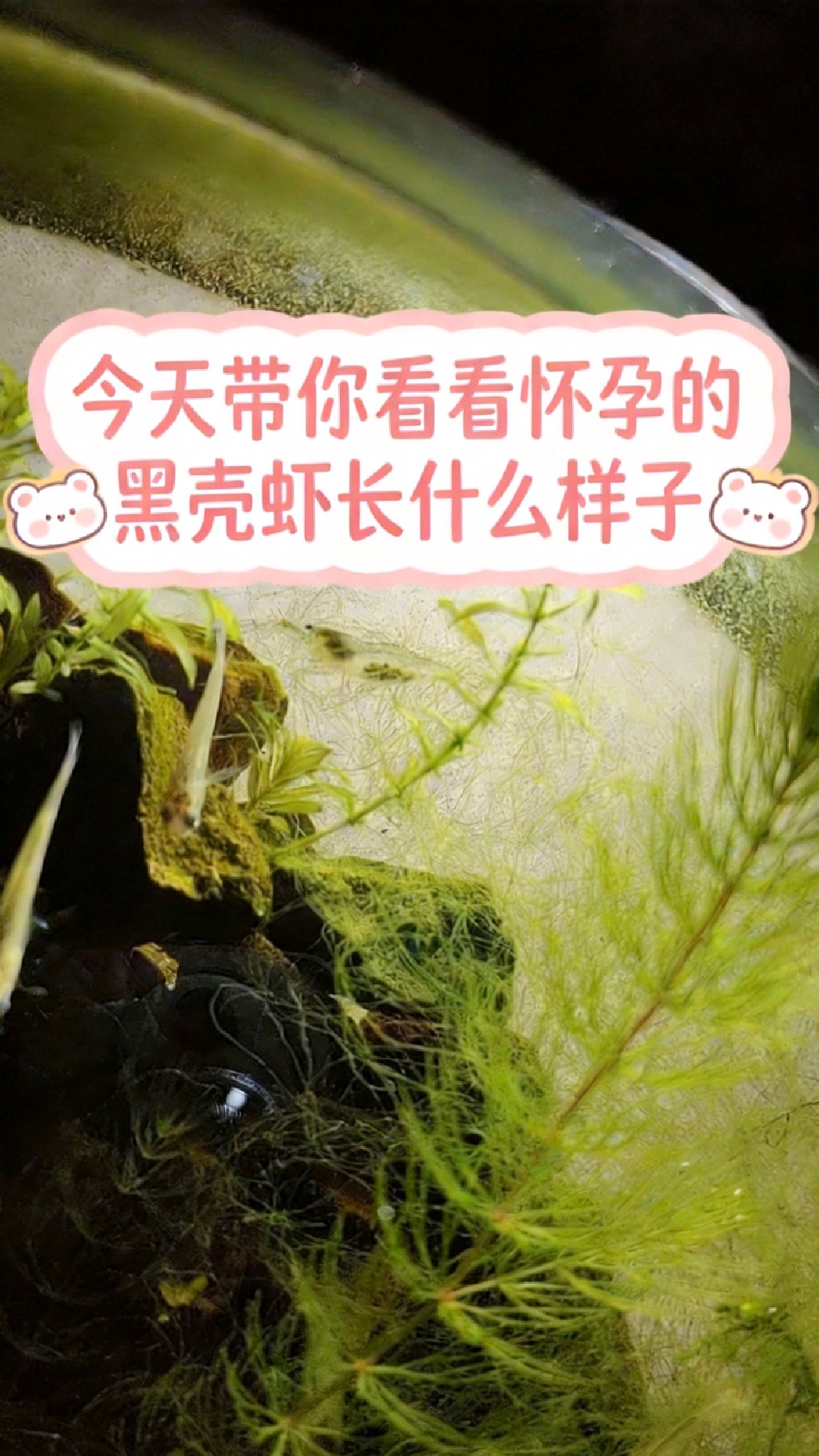 今天带你看看怀孕的黑壳虾长什么样子
