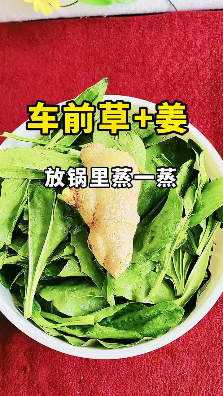 车前草和它是好搭档,泡水喝,养身体,享生活,老祖宗的土方法