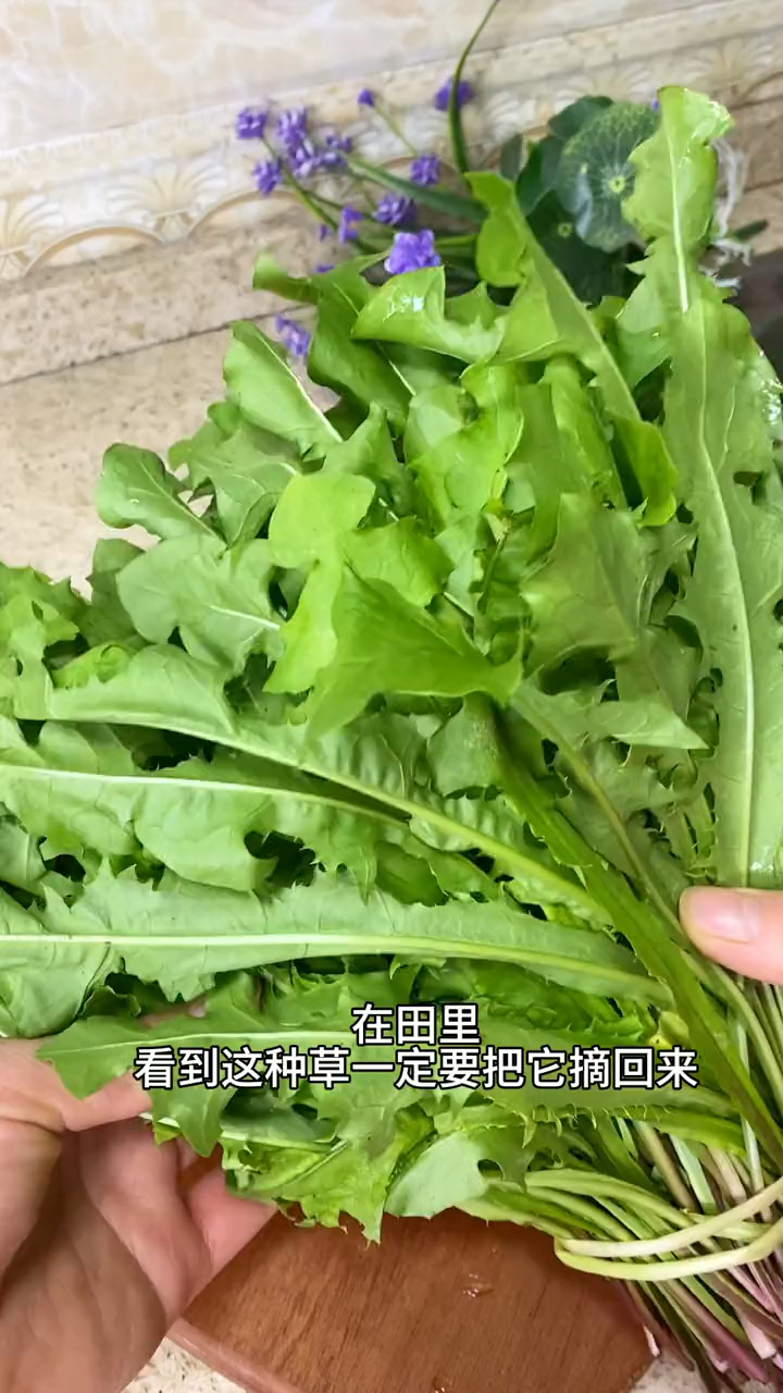蒲公英是它是好搭档,一起吃,生活美,身体好,少生病,安稳过春