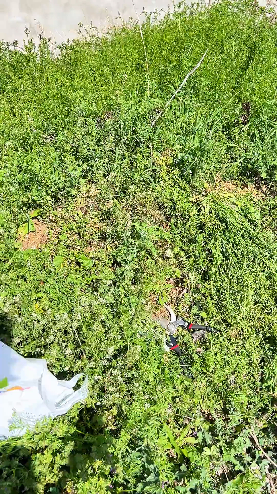 三月三,用荠菜煮鸡蛋,身体好,少生病,稳春天,老祖宗的土方法