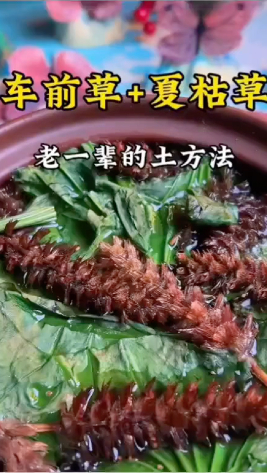 车前草和夏枯草是天生一对,搭配煮水喝,调身体,享生活,少生病