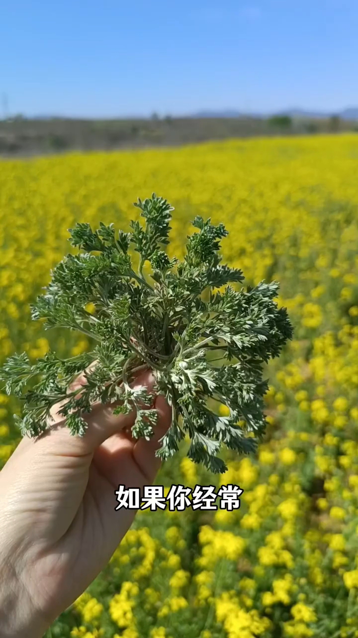 茵陈和它是天生一对,这样搭配煮水喝,暖身体,少生病,安稳春天