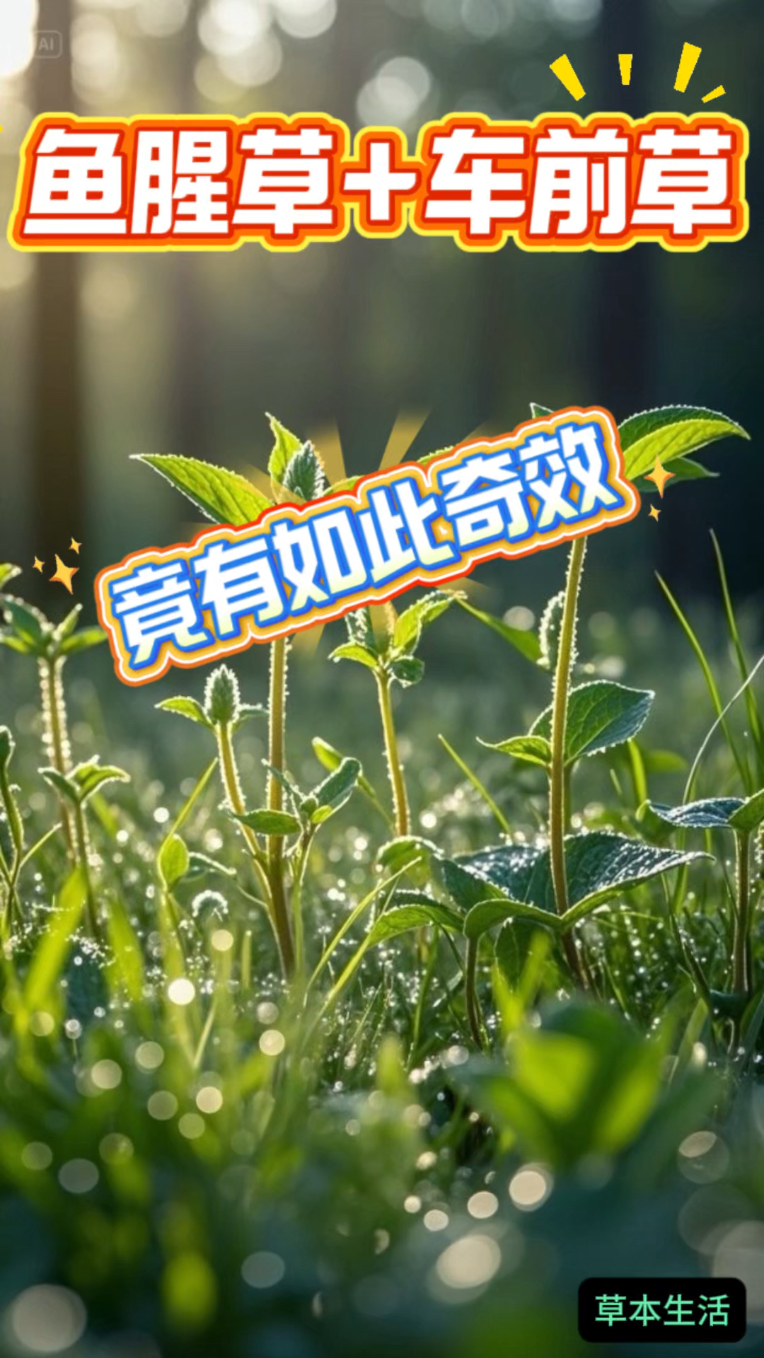 车前草和鱼腥草是好搭档,煮水喝,身体舒服,老祖宗的土方法!
