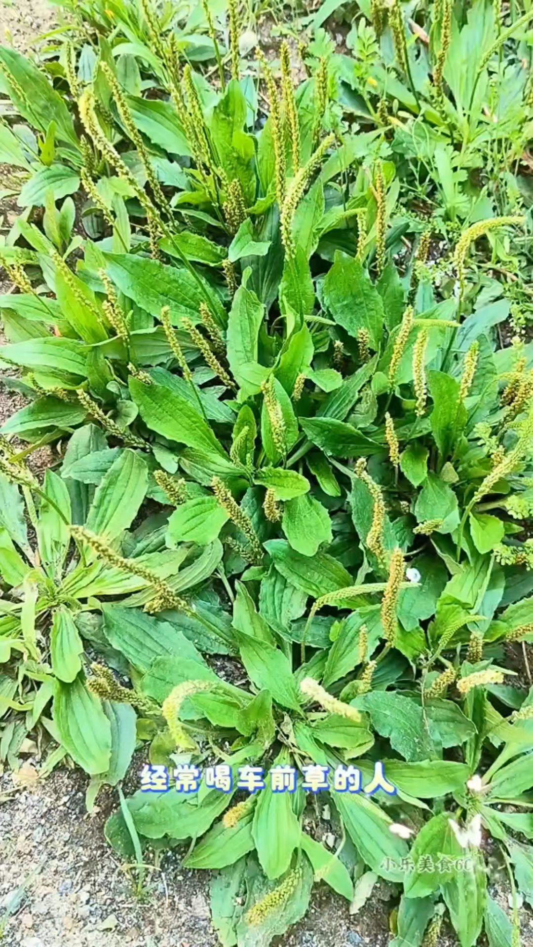 夏天到了,车前草和它一起搭配煮水喝,身体好,养生活,安稳入秋