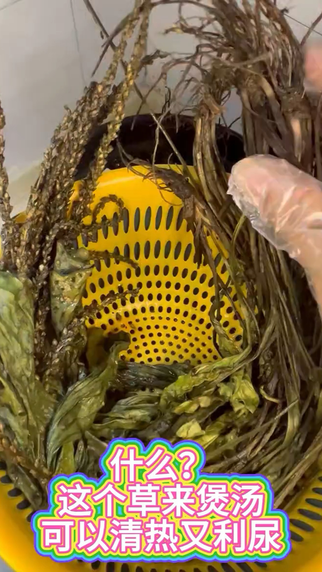 车前草陈皮汤，清热又滋补 最近湿气重、觉得没精神的朋友喝起来