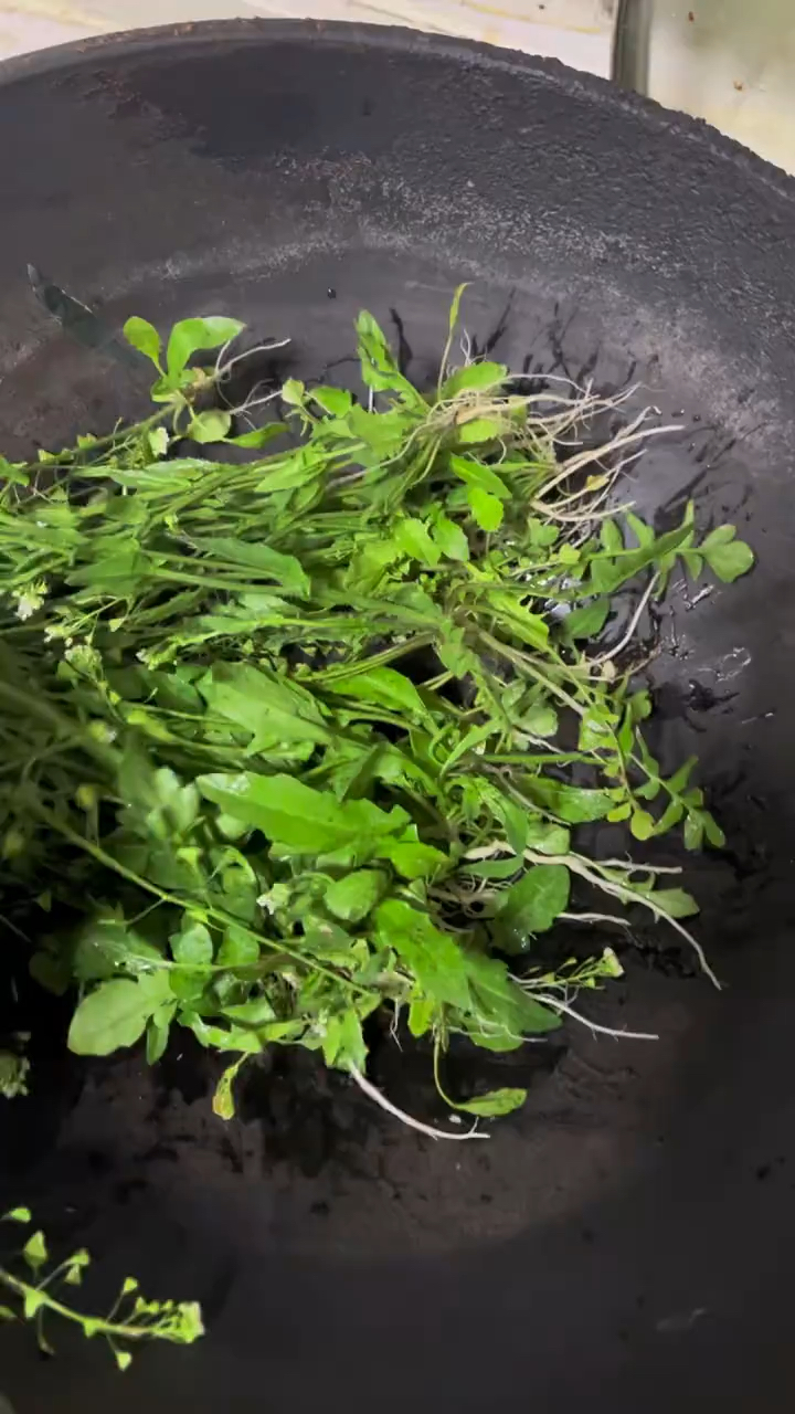 清明节吃荠菜煮鸡蛋,你吃了吗?三月三也可以吃荠菜煮鸡蛋哦