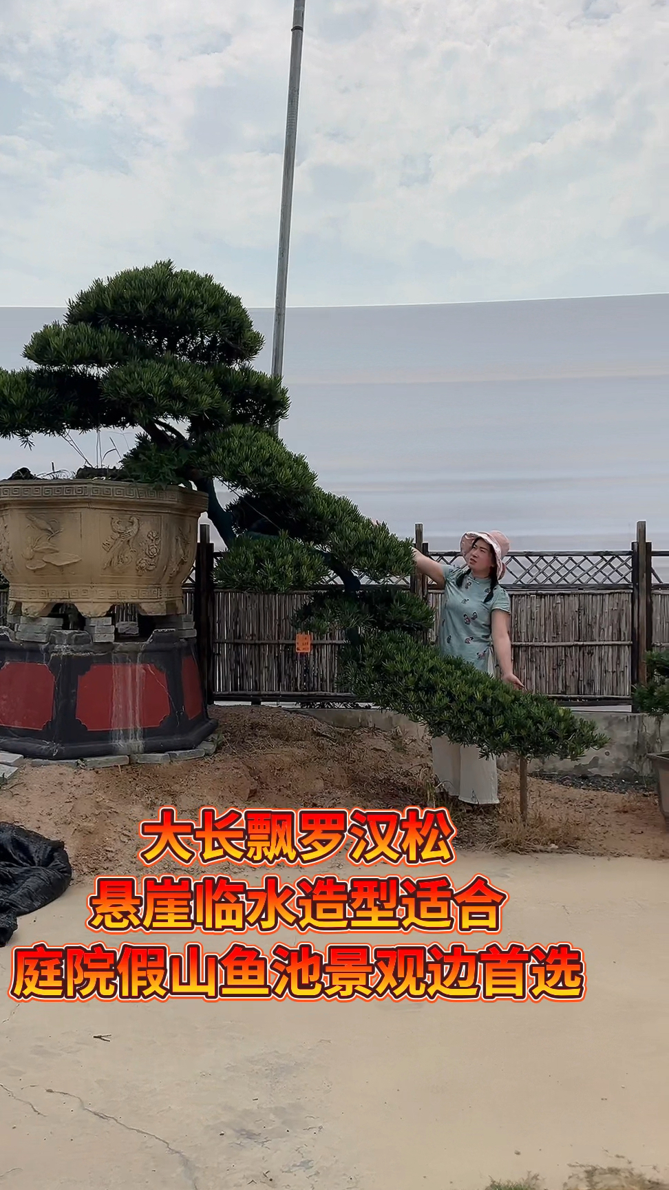 3.8米大长漂罗汉松盆景,适合高档庭院假山鱼池景观首选