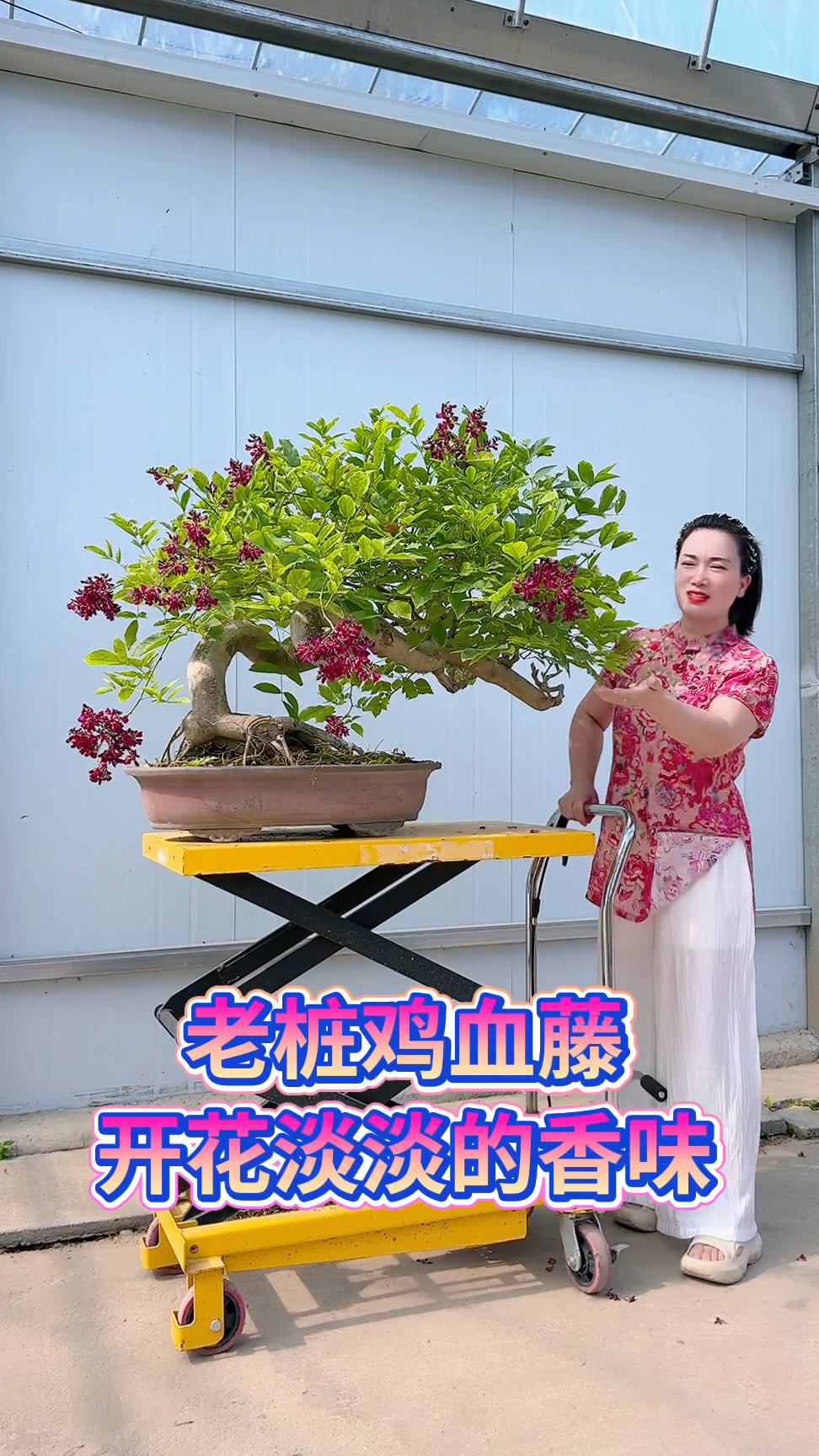 鸡血藤老桩盆景,适合庭院别墅,假山鱼池边摆放