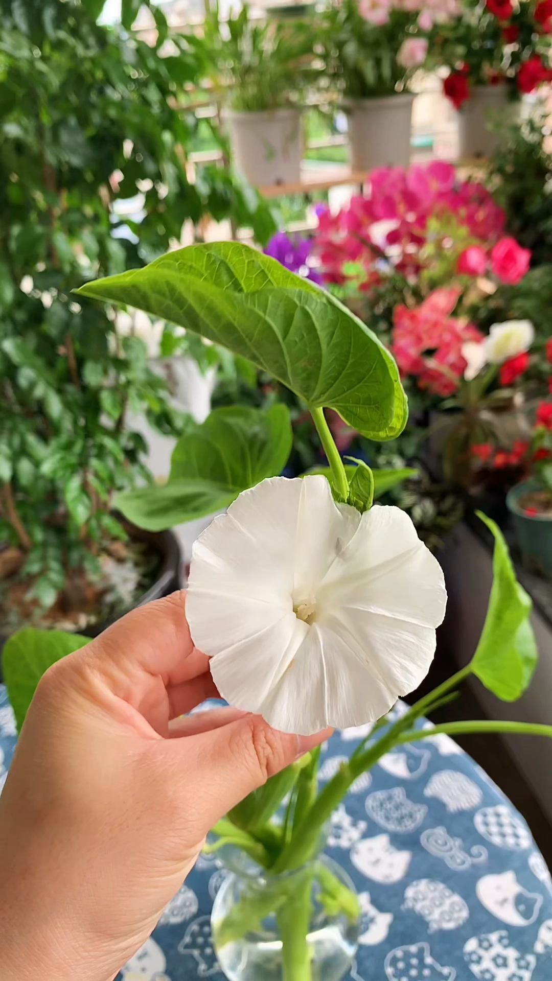 快试试水培空心菜,真的好玩!