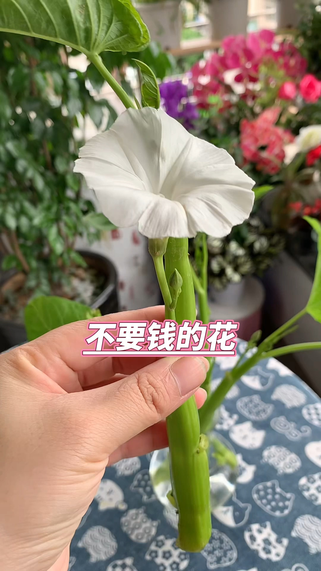 万物皆可花,万物皆可水培,吃不完的空心菜插水里养,开花是吉兆