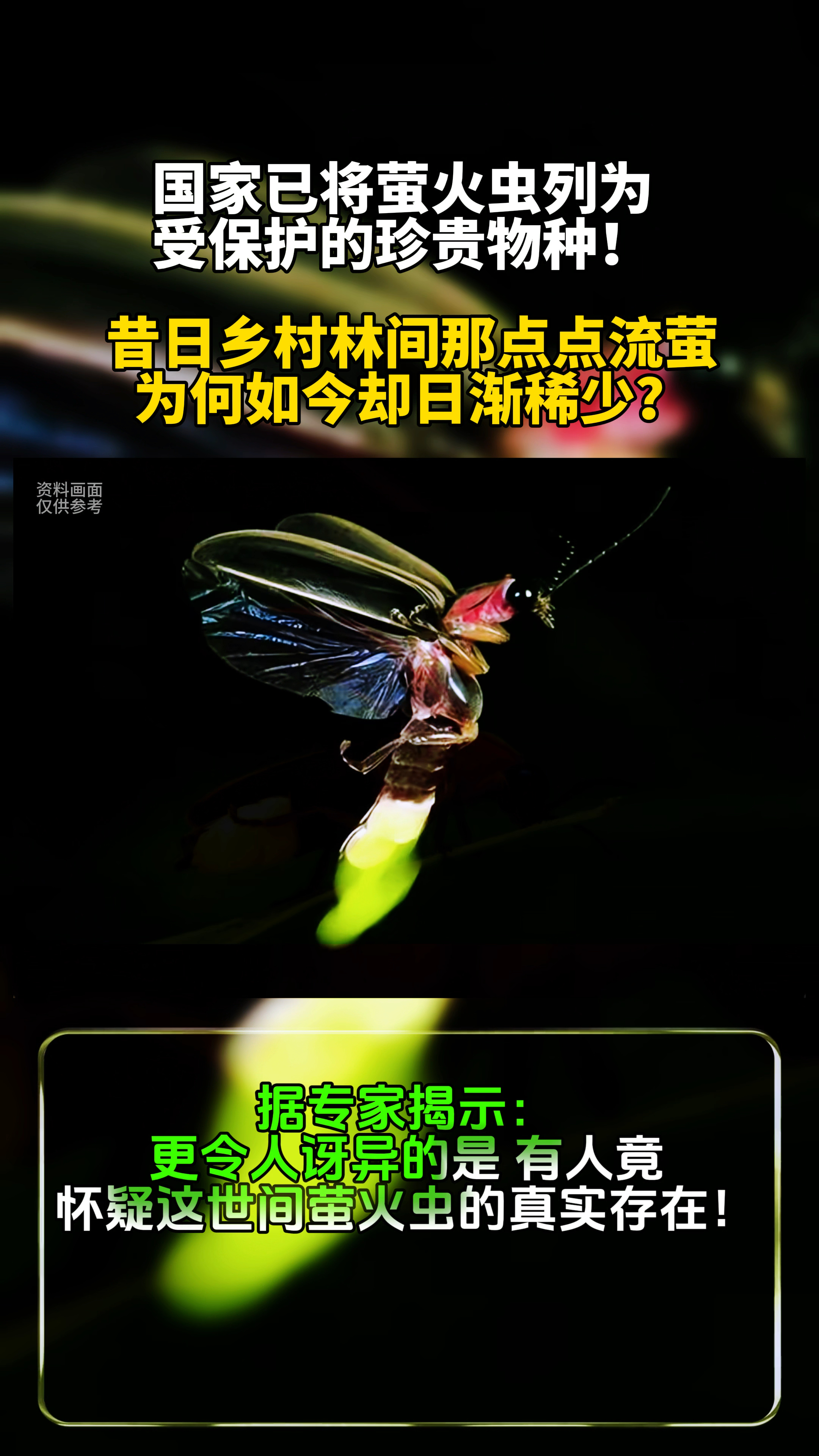 国家保护萤火虫,绝迹危机根源在哪?