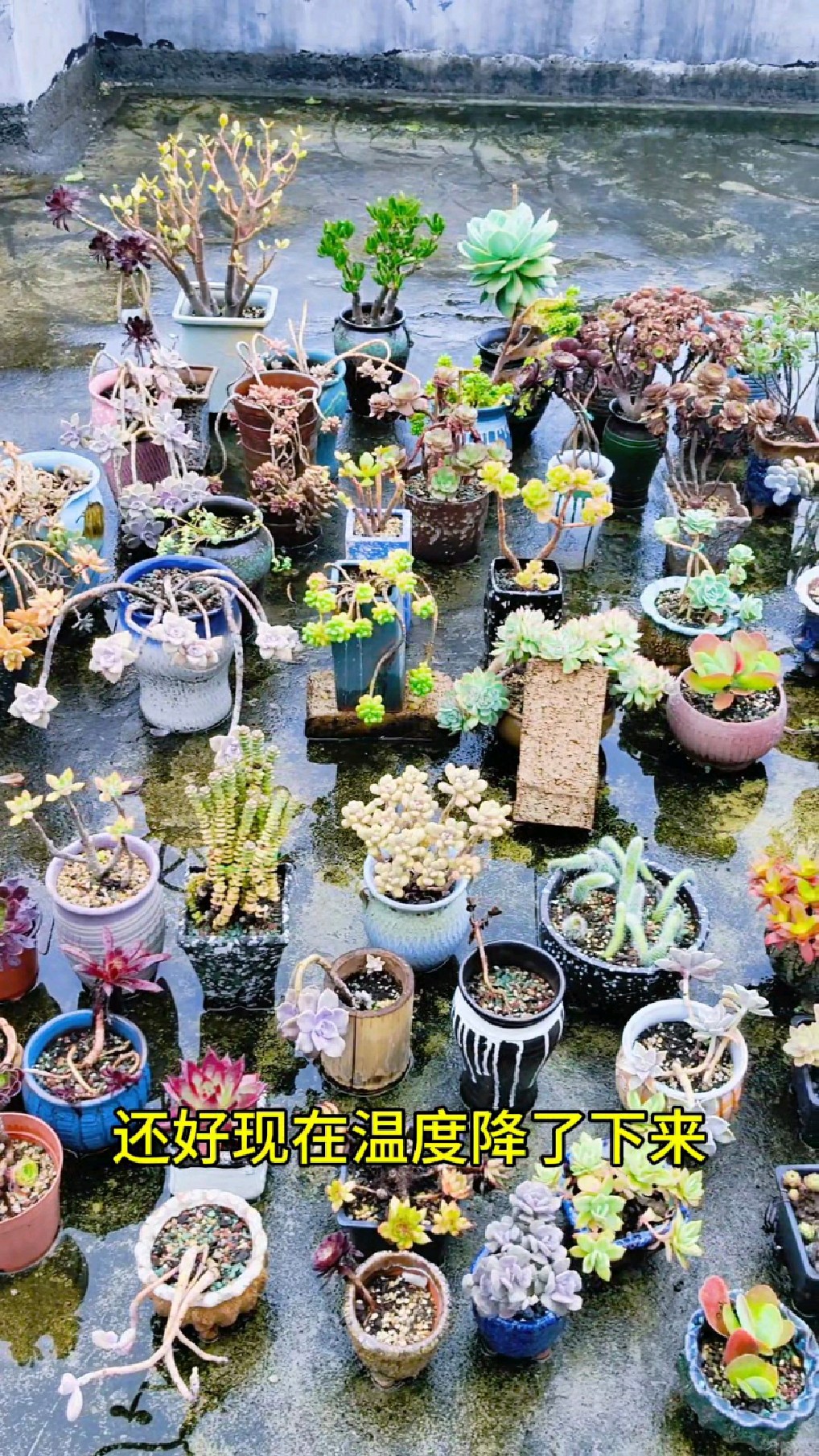 这样恶劣的天气,露养的多肉植物真是受罪了#露养多肉#多肉