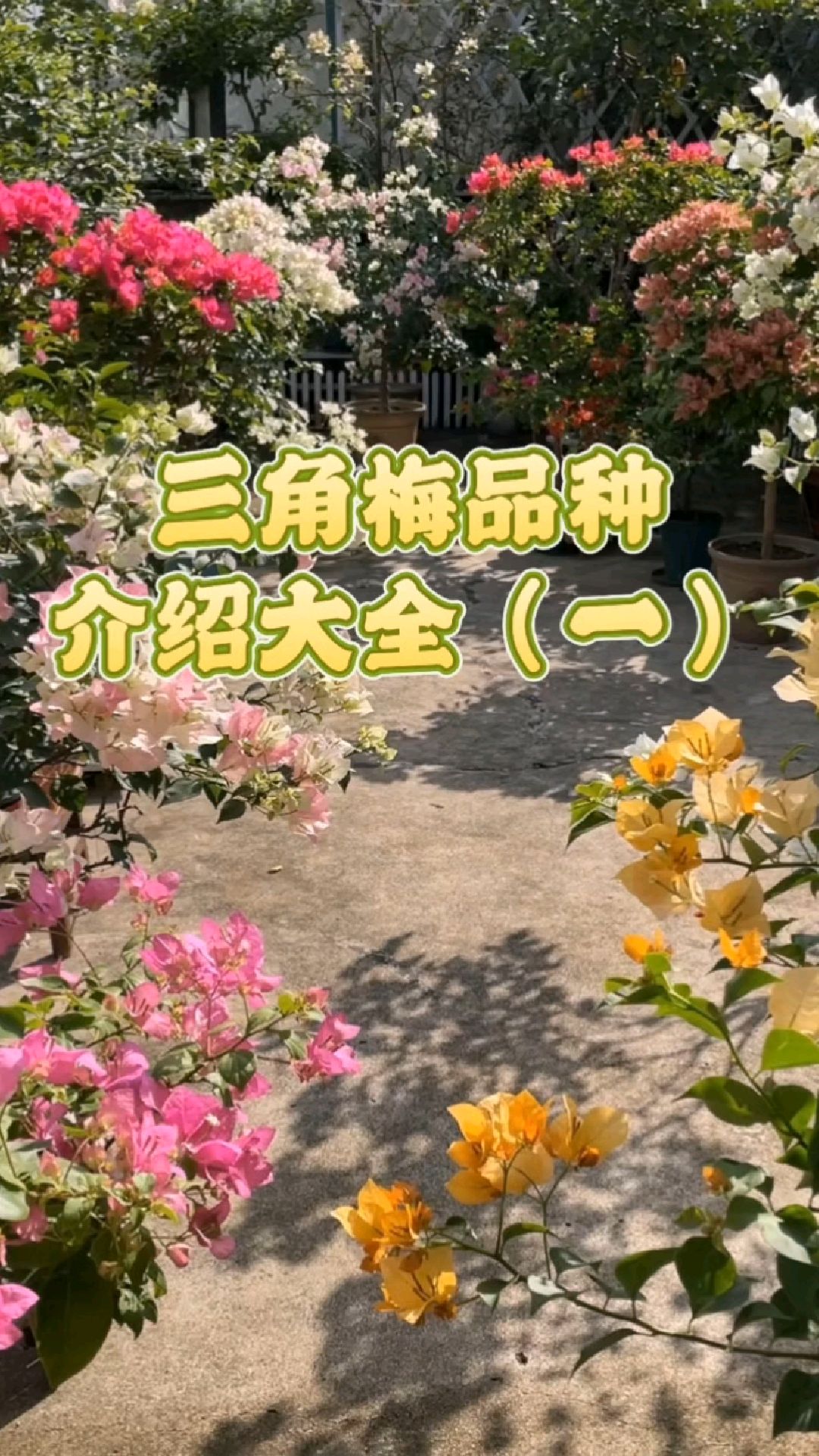 三角梅品种介绍,你都养过哪些?