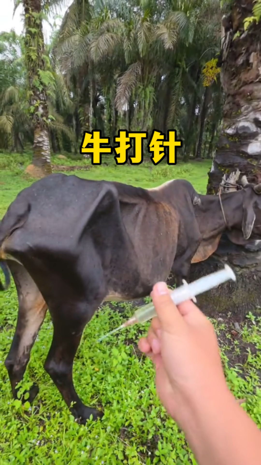 为什么给牛打针的时候需要先拍几下?