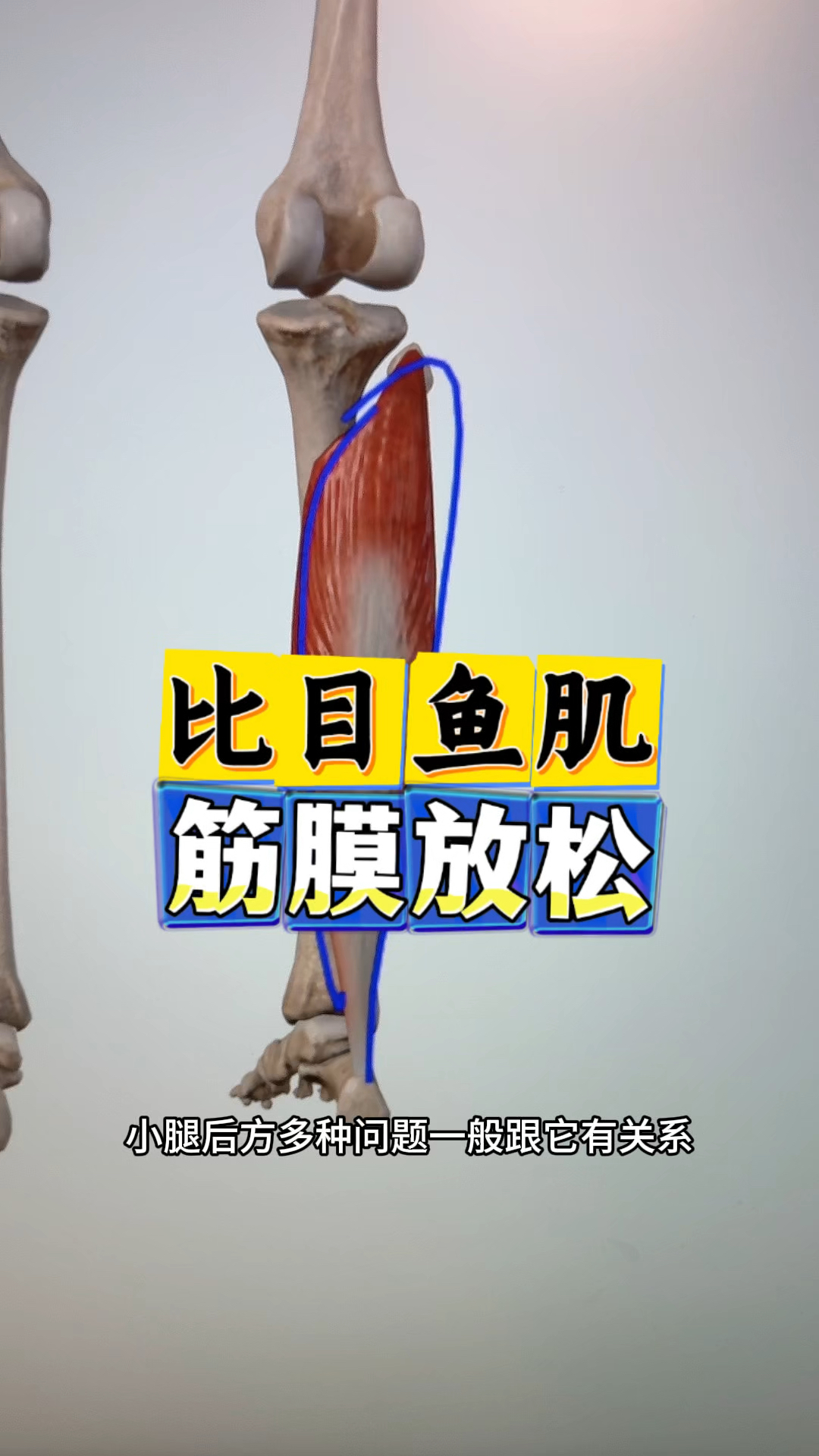 比目鱼肌小腿后方