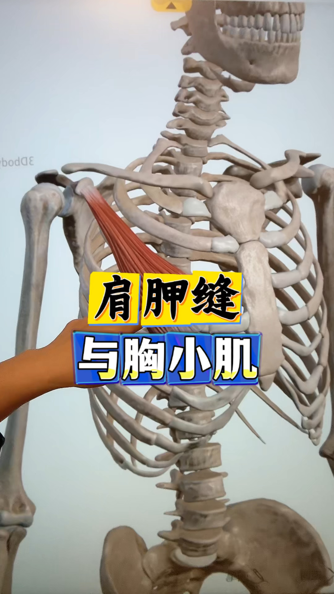 肩胛骨缝与胸小肌