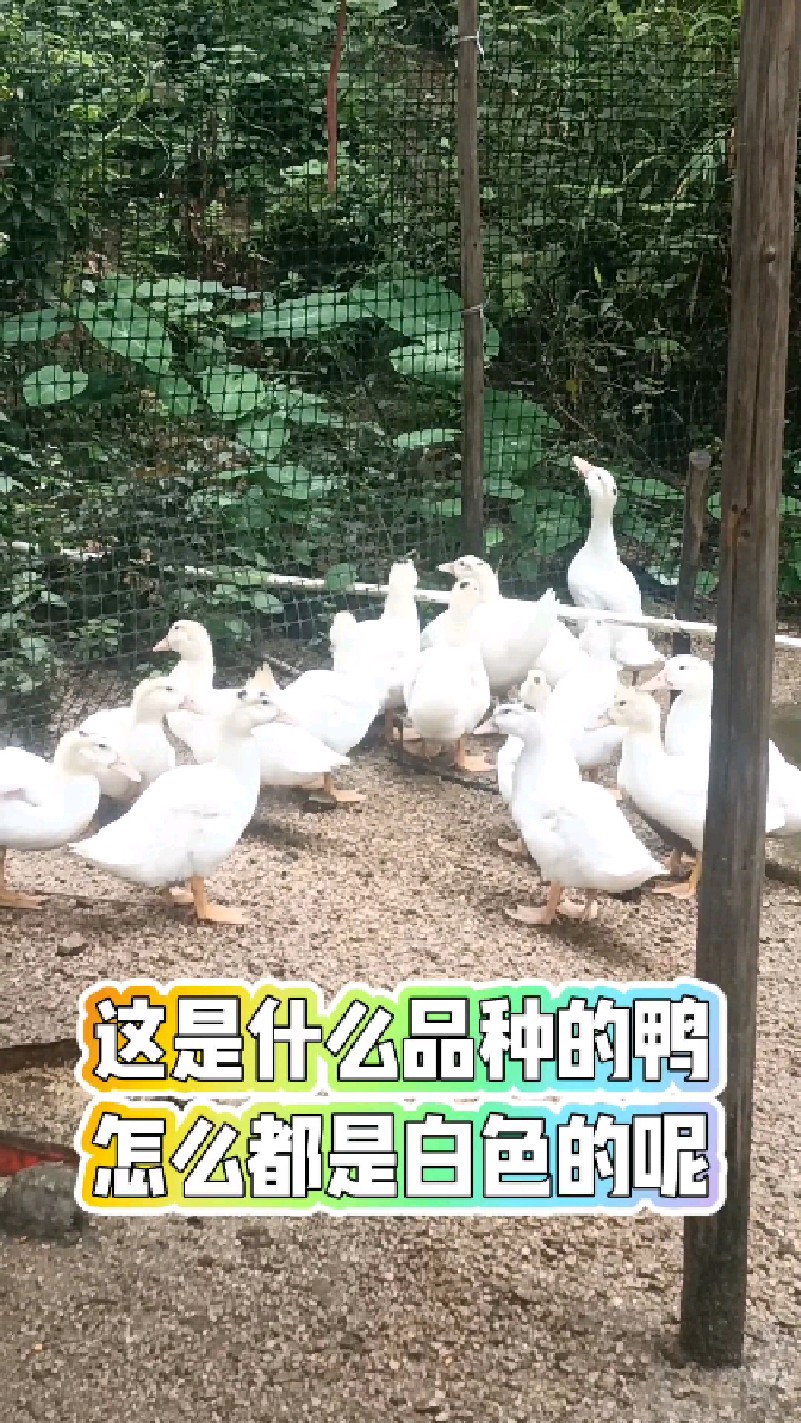 这是什么品种的鸭呢?怎么都是白色的呢?