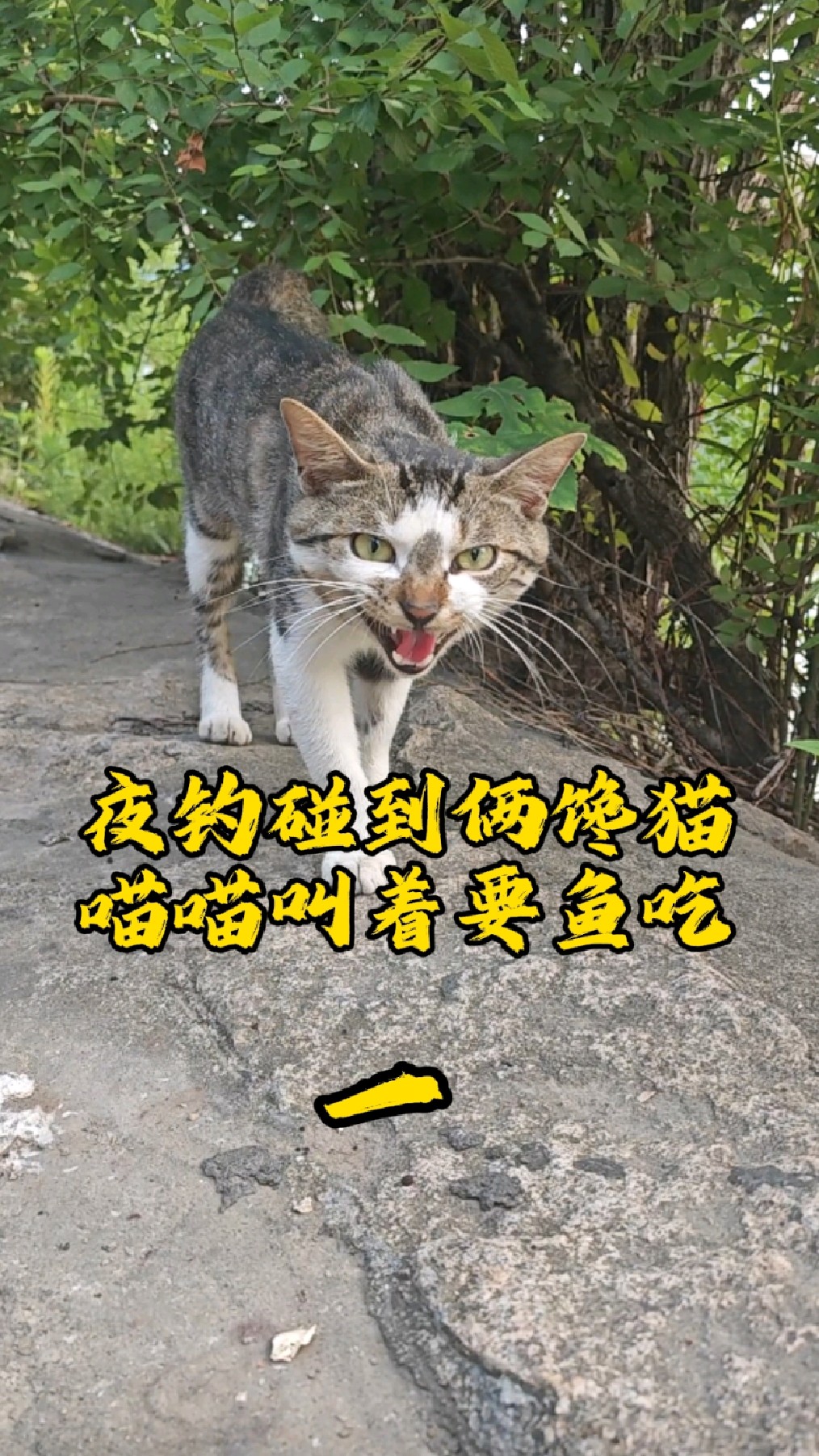 俩猫陪我夜钓，钓来的鱼就当奖励，全送给它们吃
