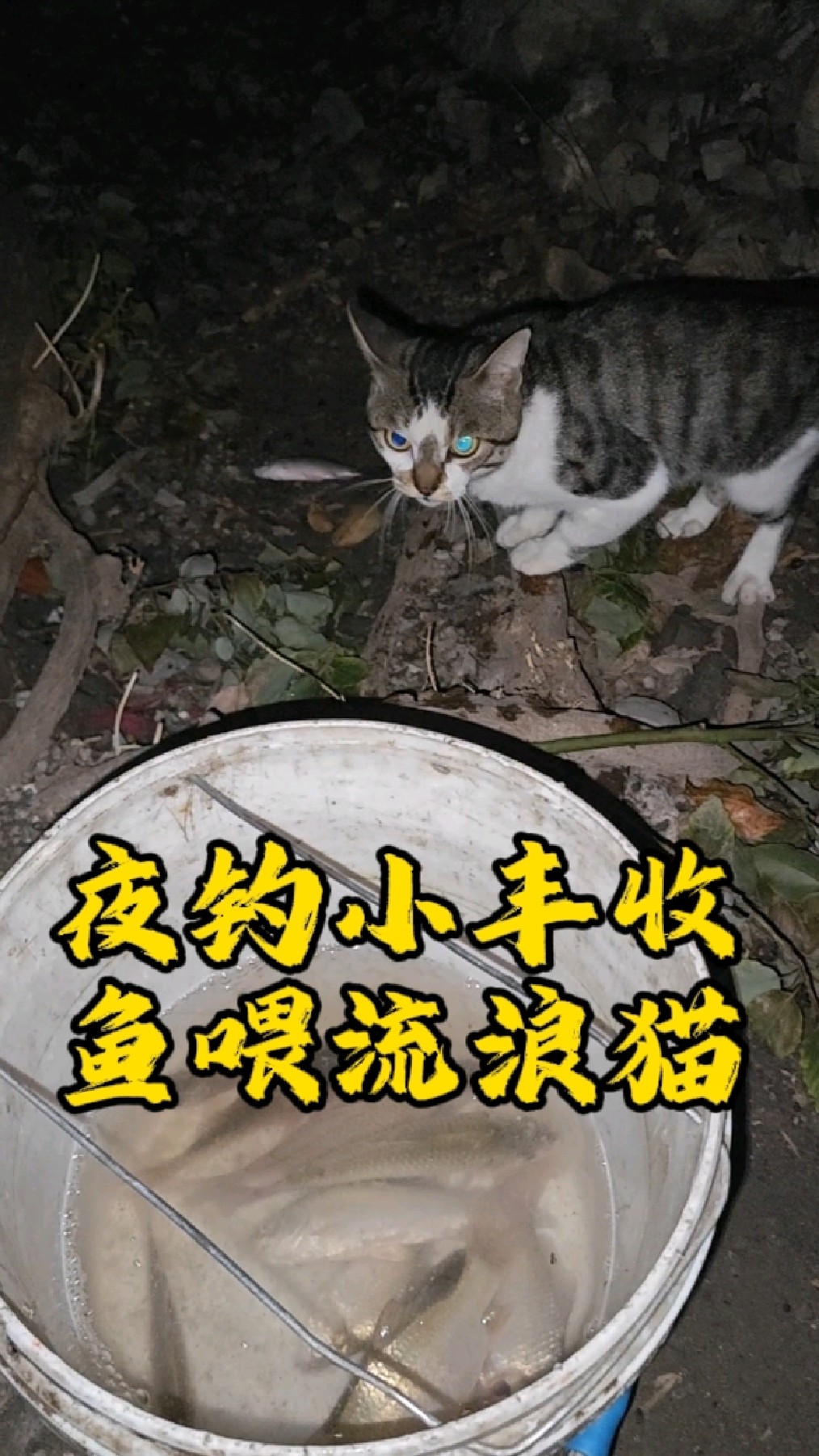换钓点钓半桶鱼，投喂两只“老熟人”猫，这夜钓太值了