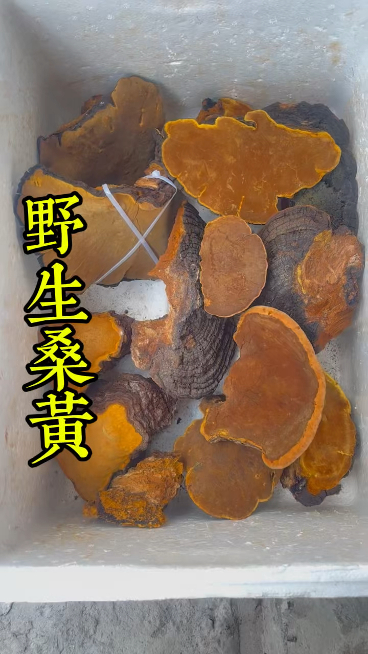 野生桑黄在你们当地多少钱一斤?