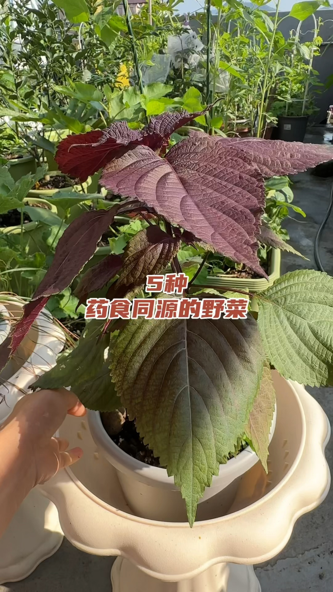 家庭盆栽值得种的5种药食同源野菜