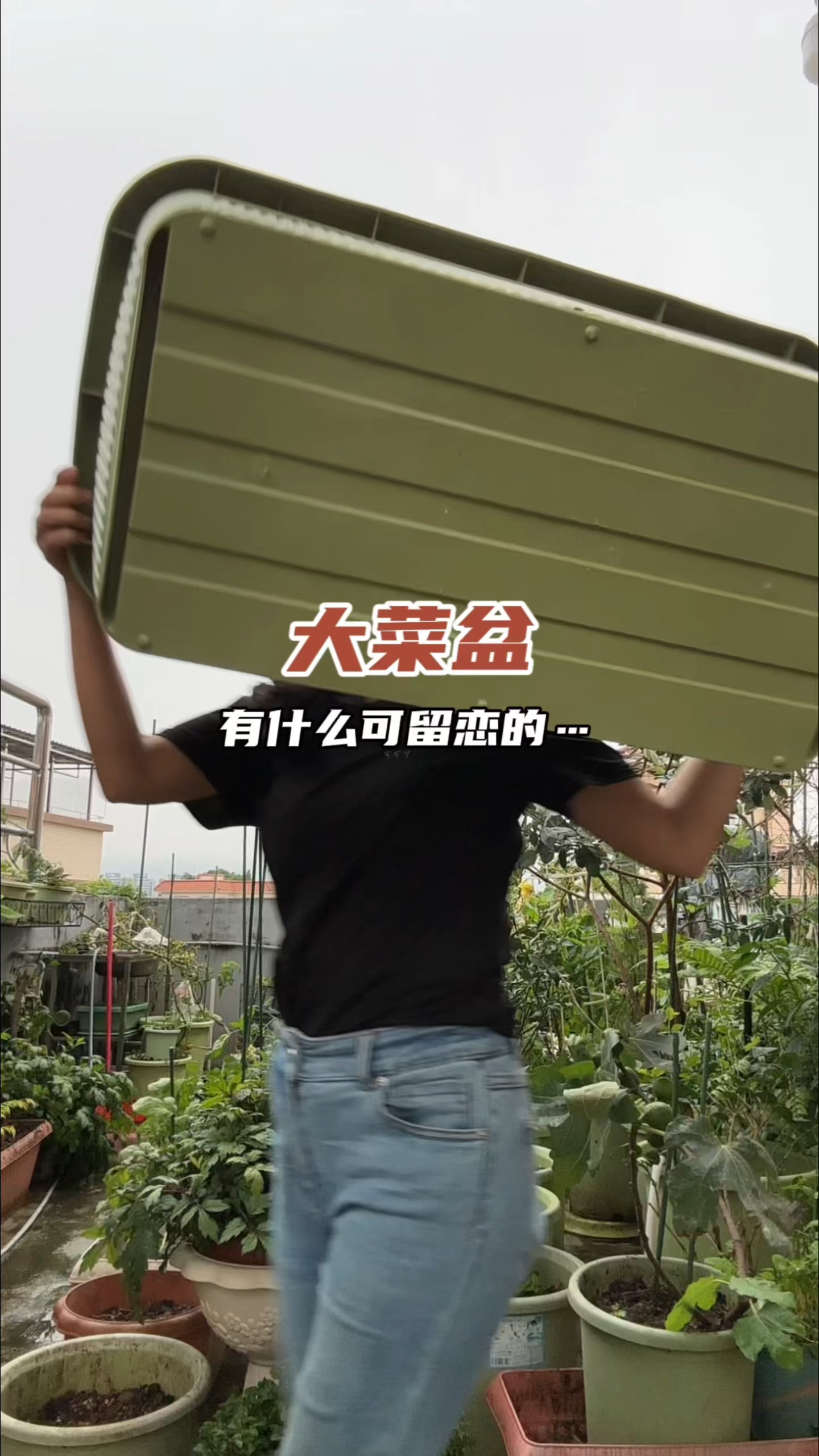楼顶种瓜果蔬菜,我很喜欢这个大菜盆,空间大环保材质用着放心