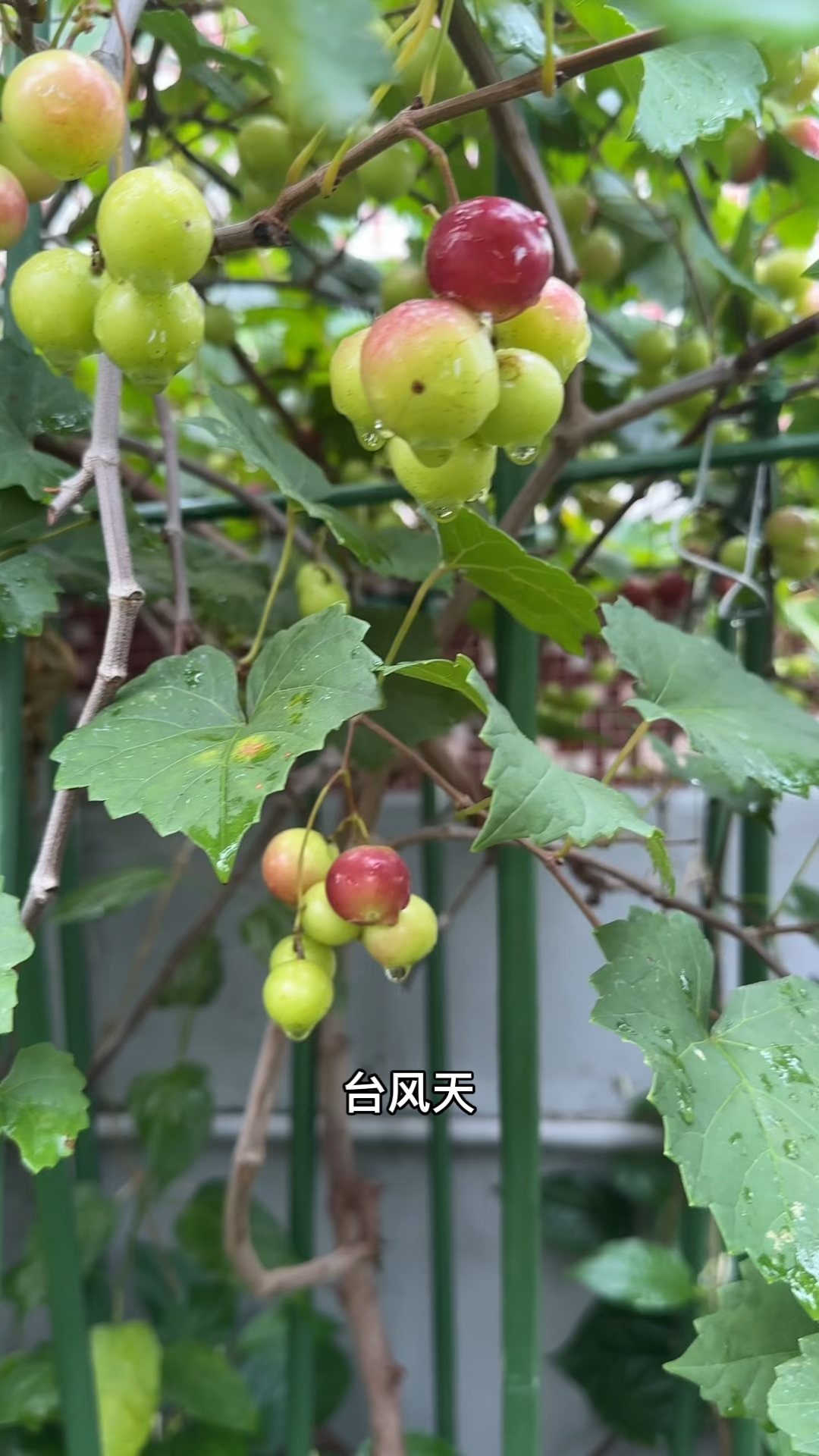 没有炫耀的意思!就是忍不住要发一下圆叶葡萄