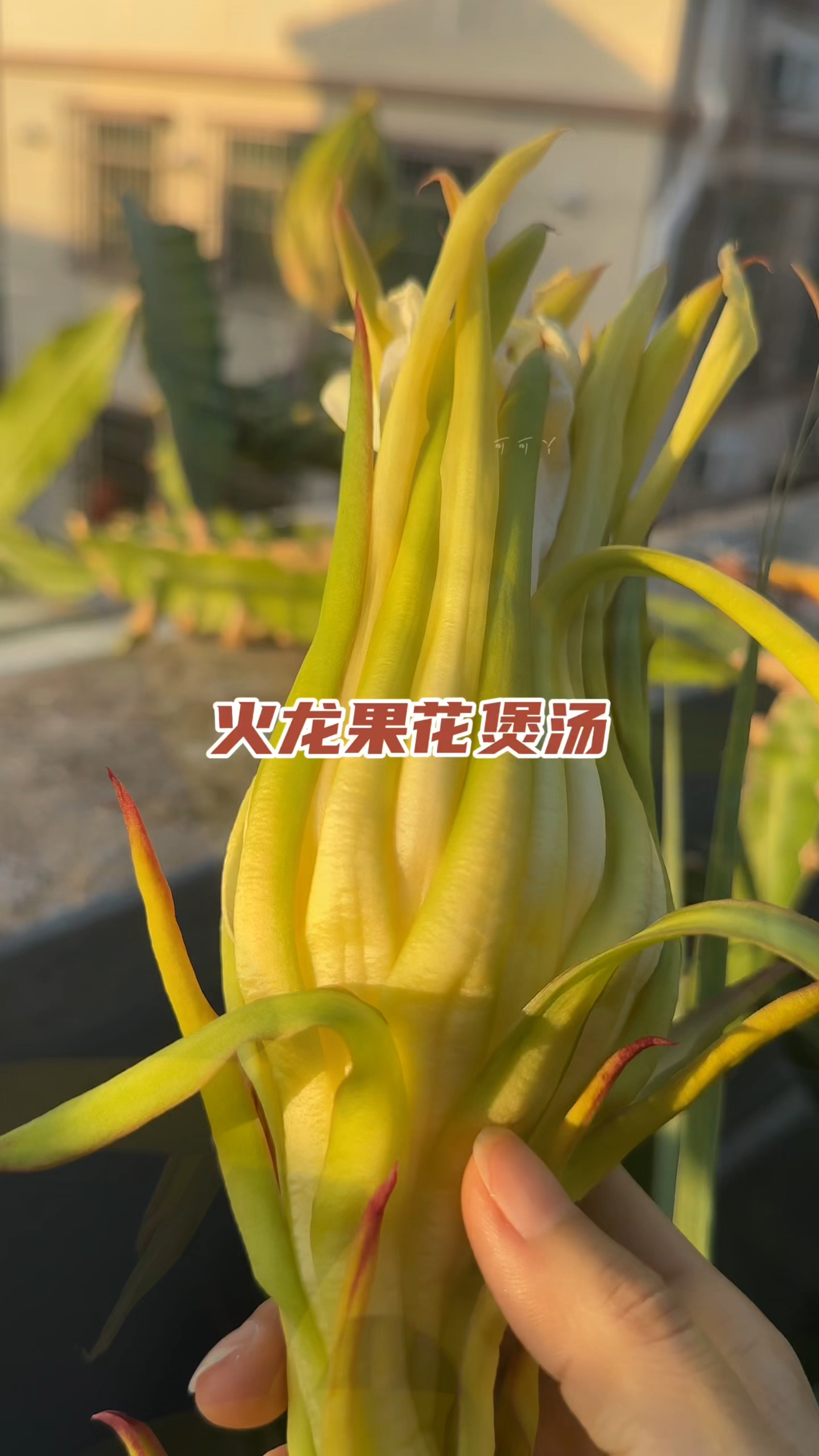 上楼摘一朵火龙果花煲汤
