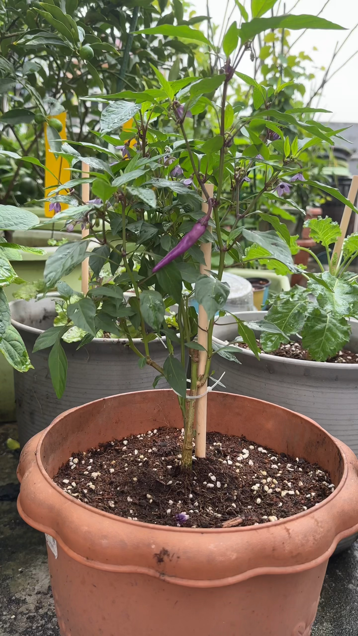 20的楼顶露台种了哪些瓜果蔬菜?最近新增了几位成员