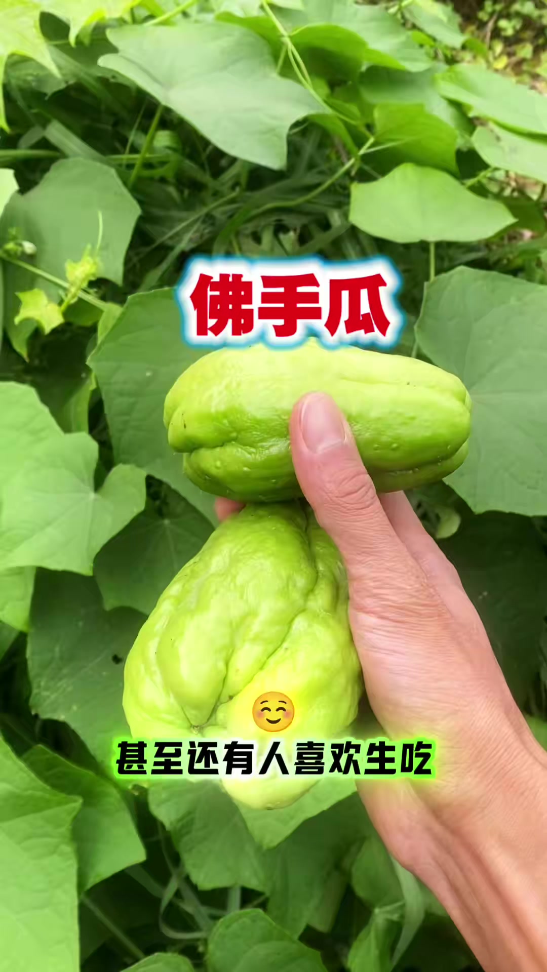 生吃蘸辣椒粉，酸辣脆爽小零食，佛手瓜特色生吃吃法西南家常做法