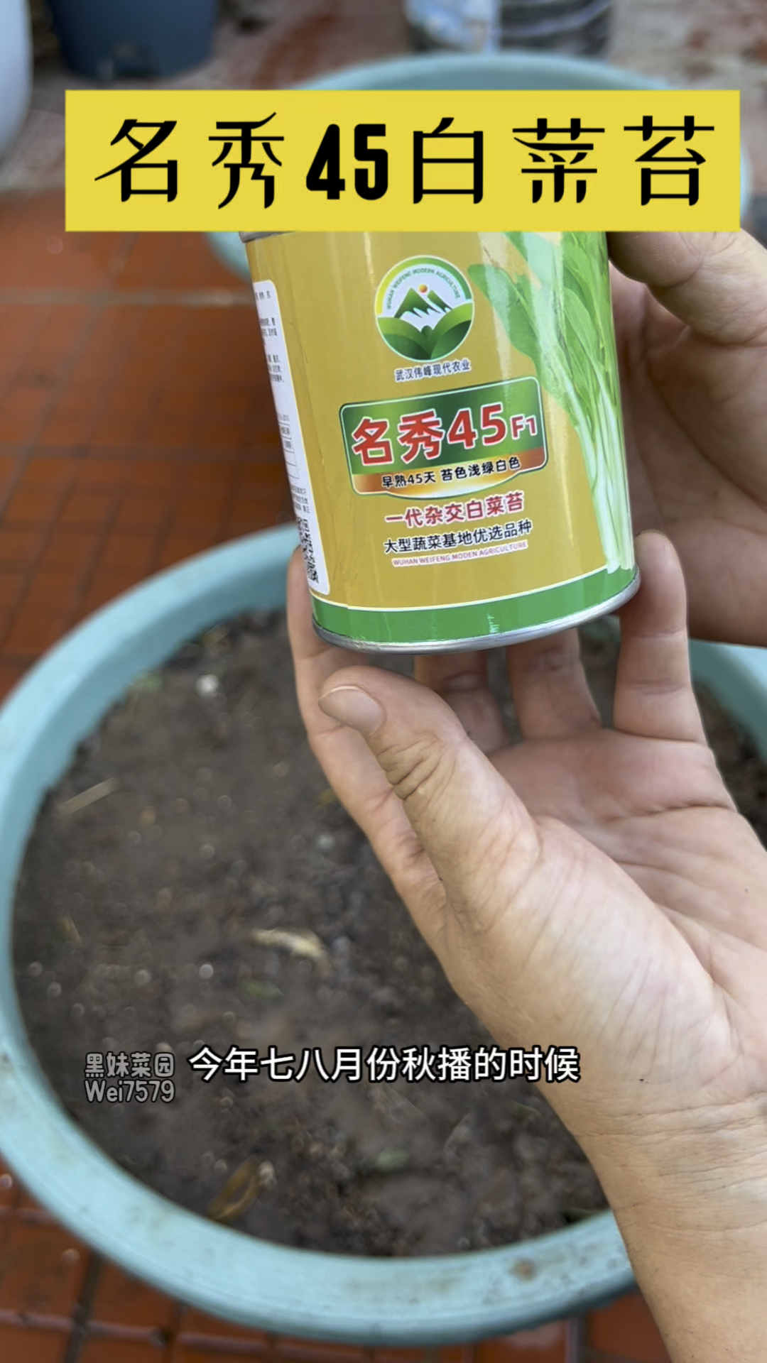 白菜苔的生长过程！