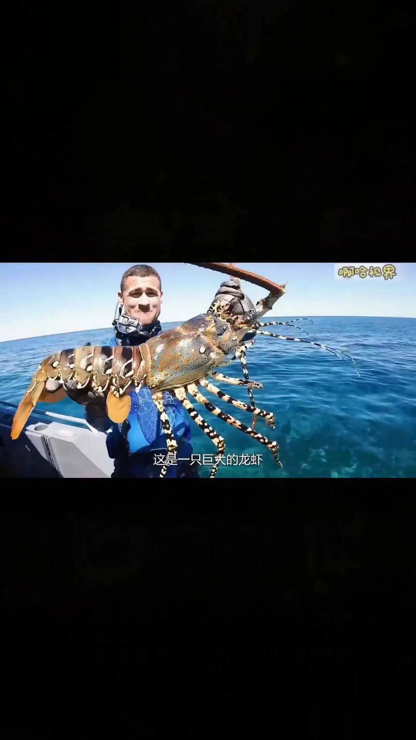 这是我见过的最大龙虾！