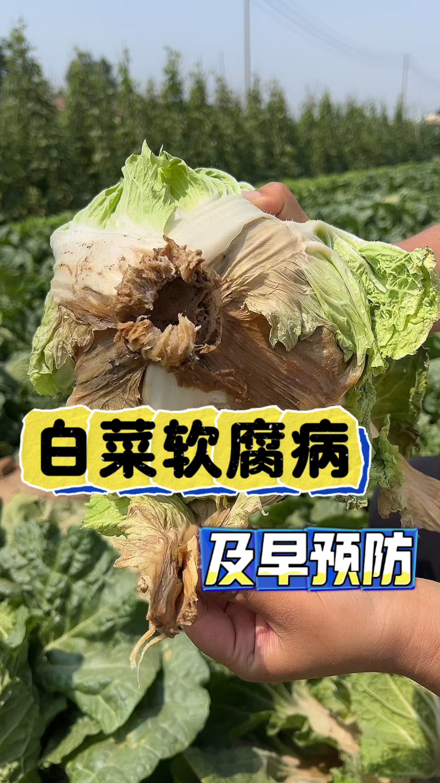 白菜软腐及早预防