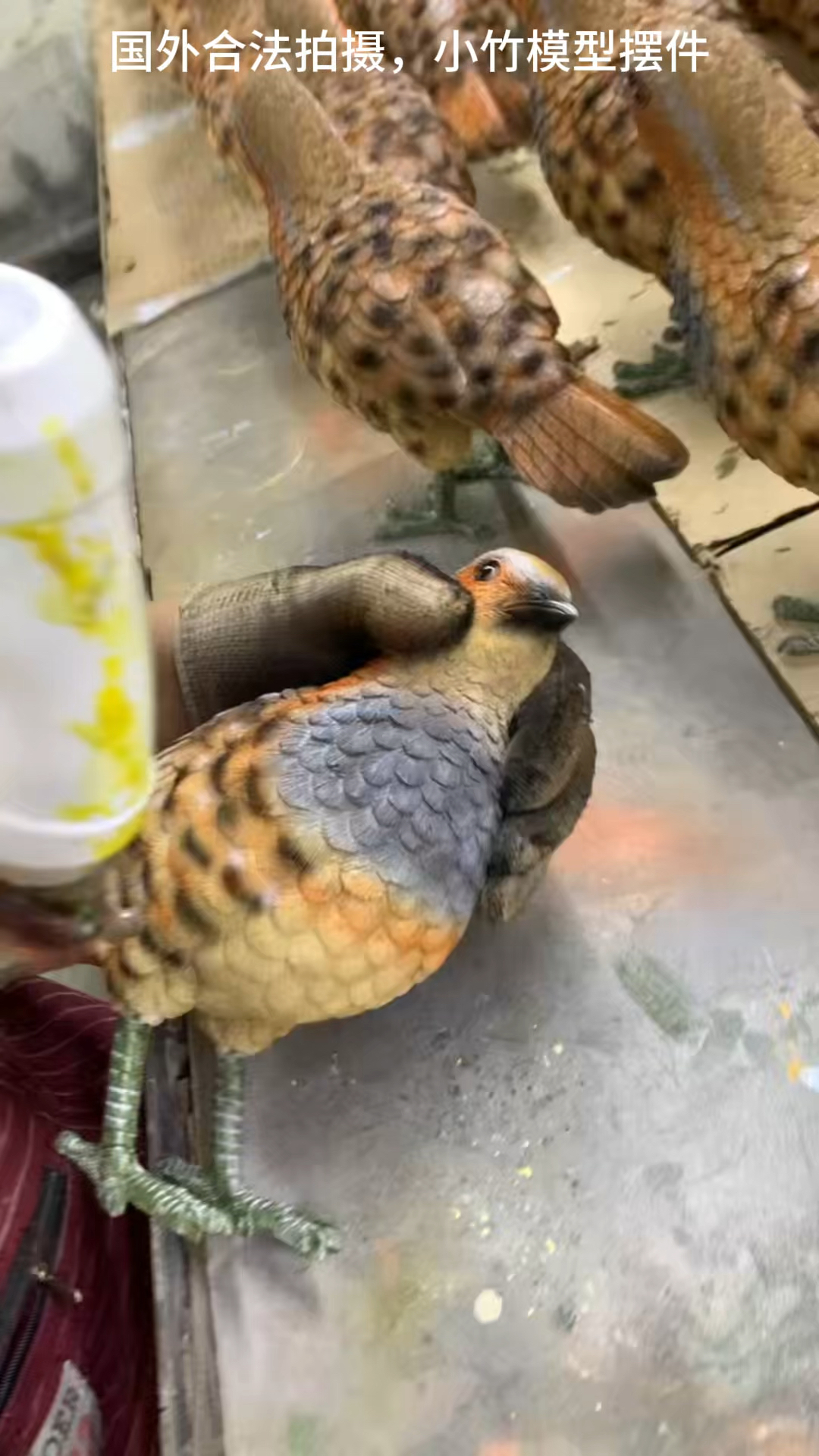 竹鸡仿真教学模型工艺品玩具摆件！不怕雨淋、不掉色！