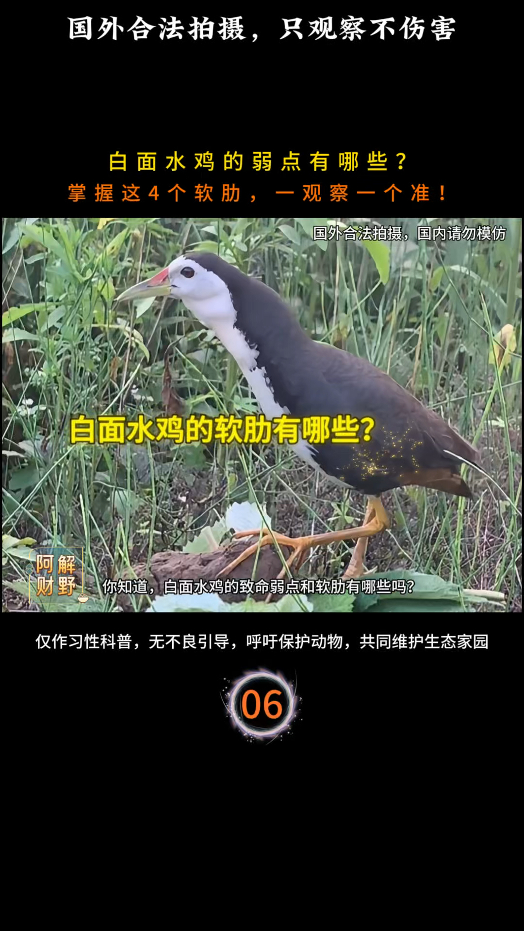 白面水鸡的弱点有哪些？掌握这四个软肋，户外一观察一个准！