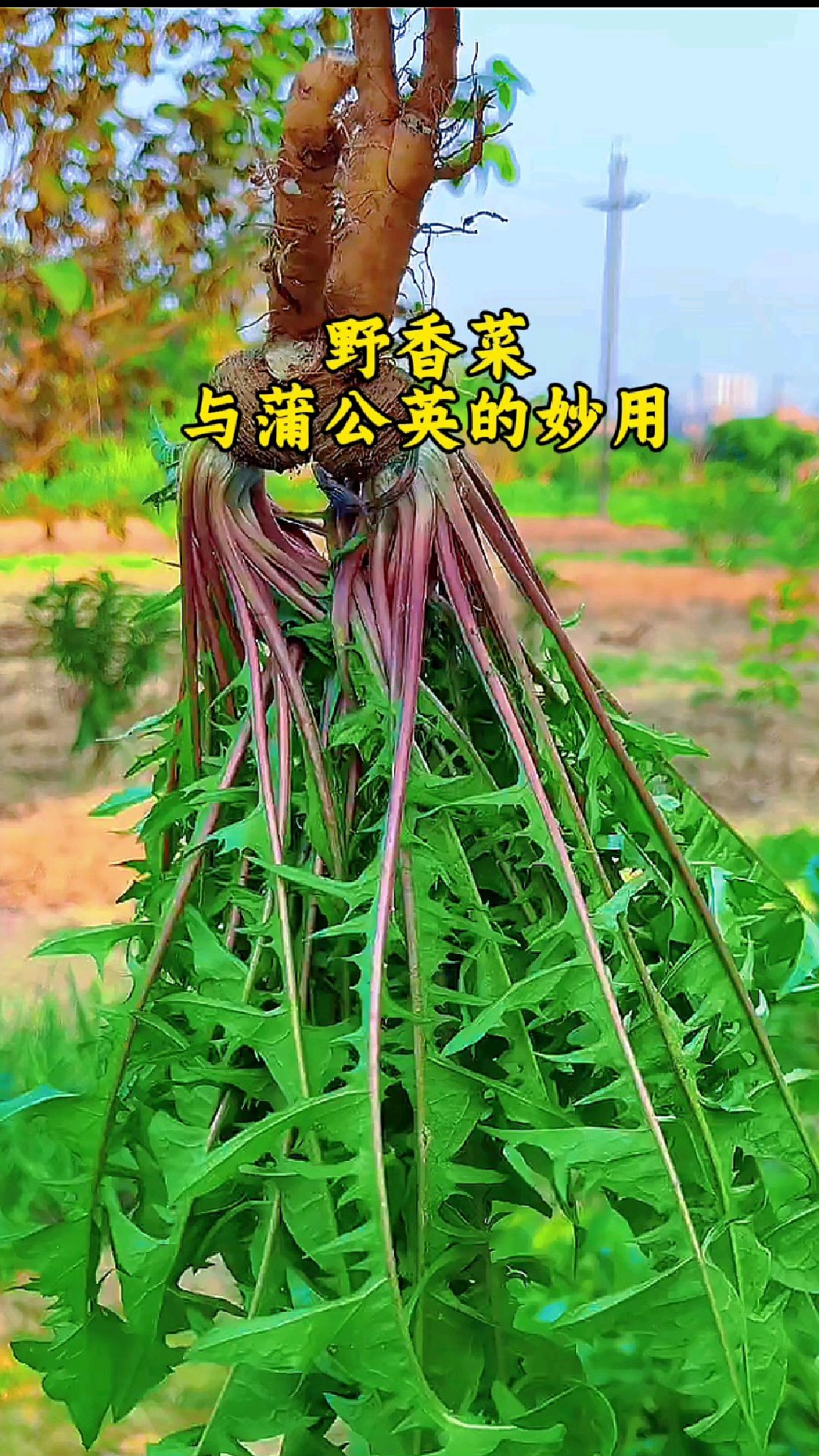 野香菜与蒲公英的妙用