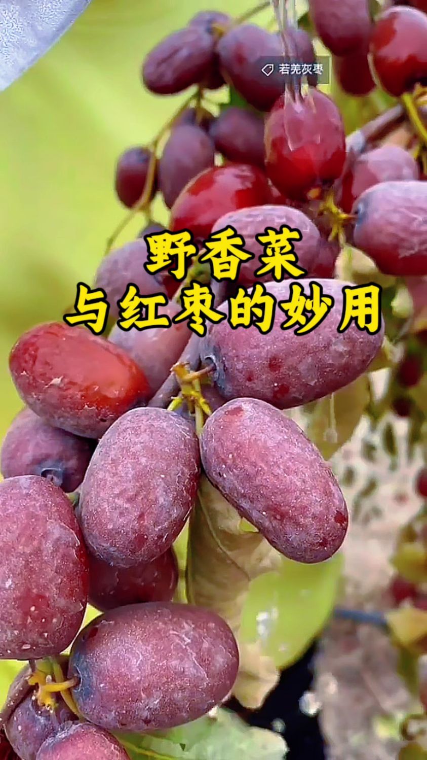 ，老一辈的记忆野香菜与红枣的妙用